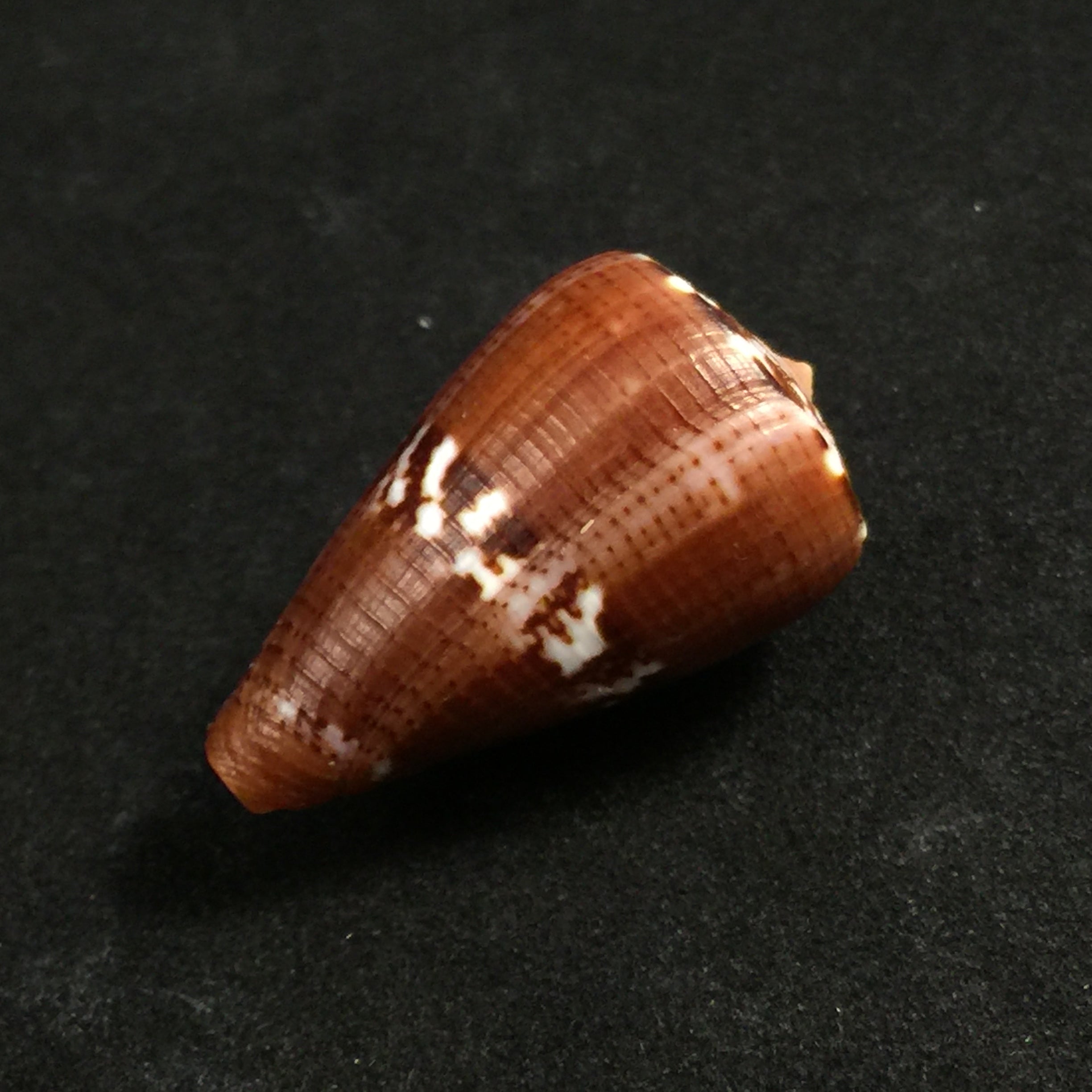 Conus vittatus Hwass in Bruguière, 1792 - 29,7mm