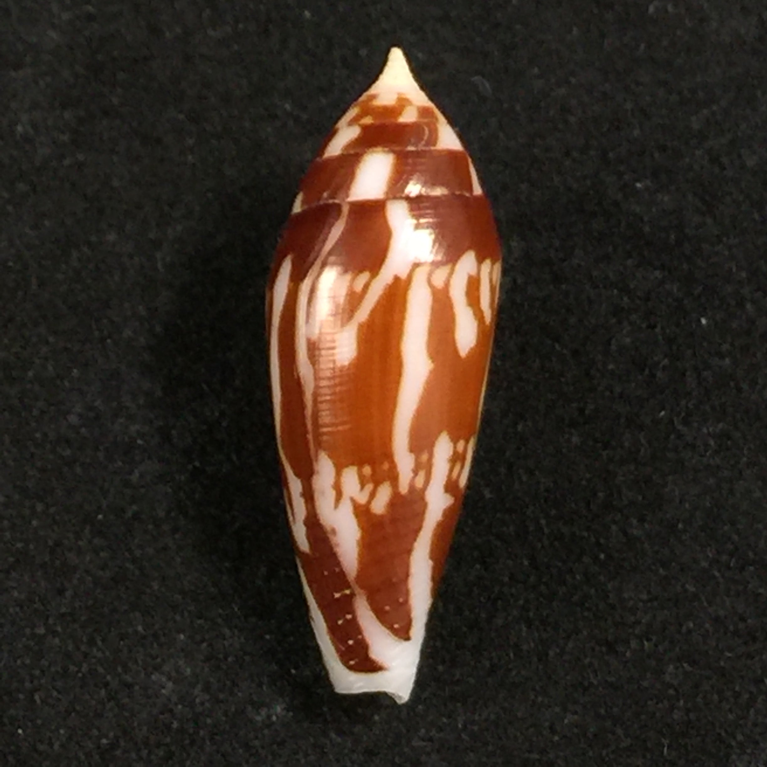 Conus cylindraceus Broderip & Sowerby, 1830 - 23,2mm