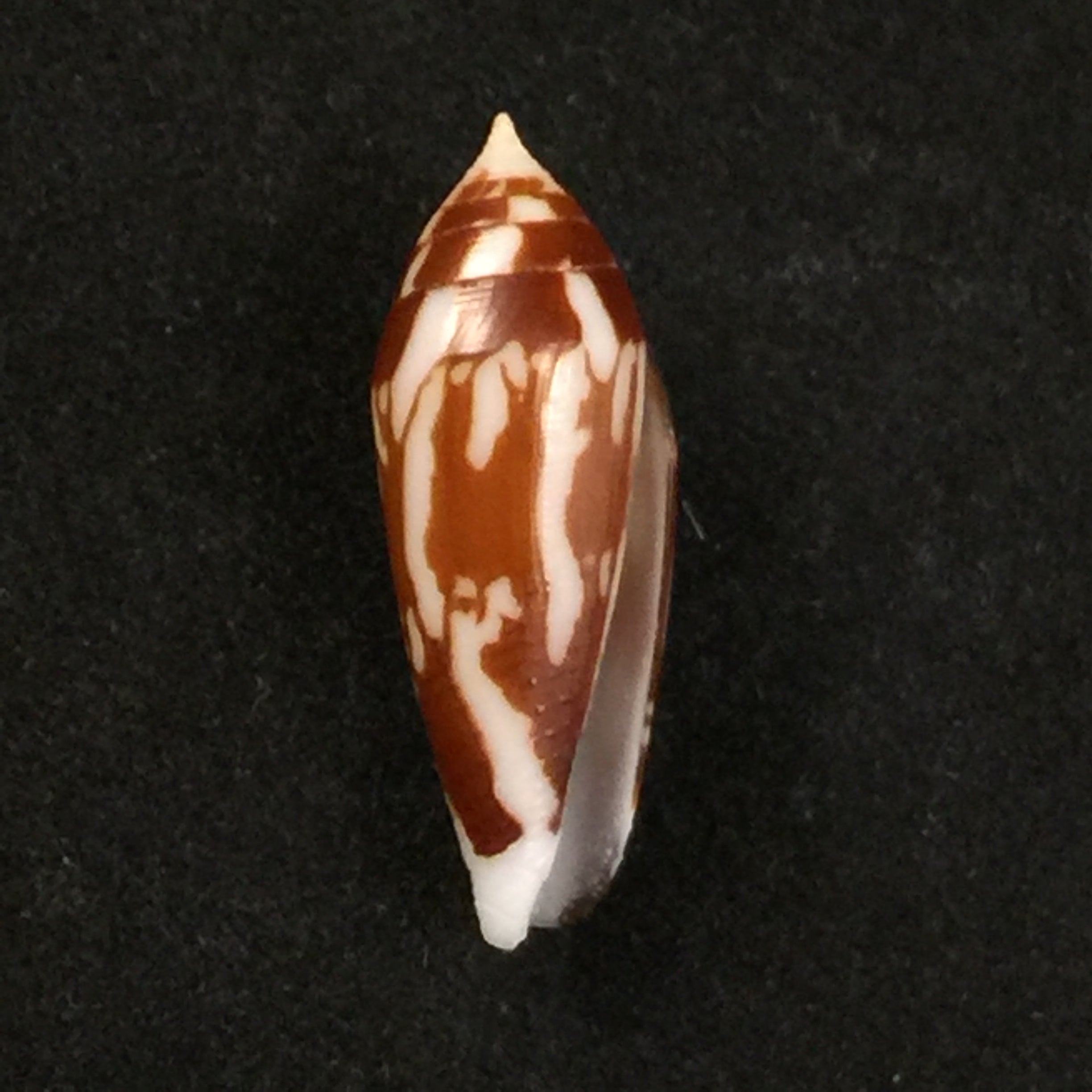 Conus cylindraceus Broderip & Sowerby, 1830 - 23,2mm