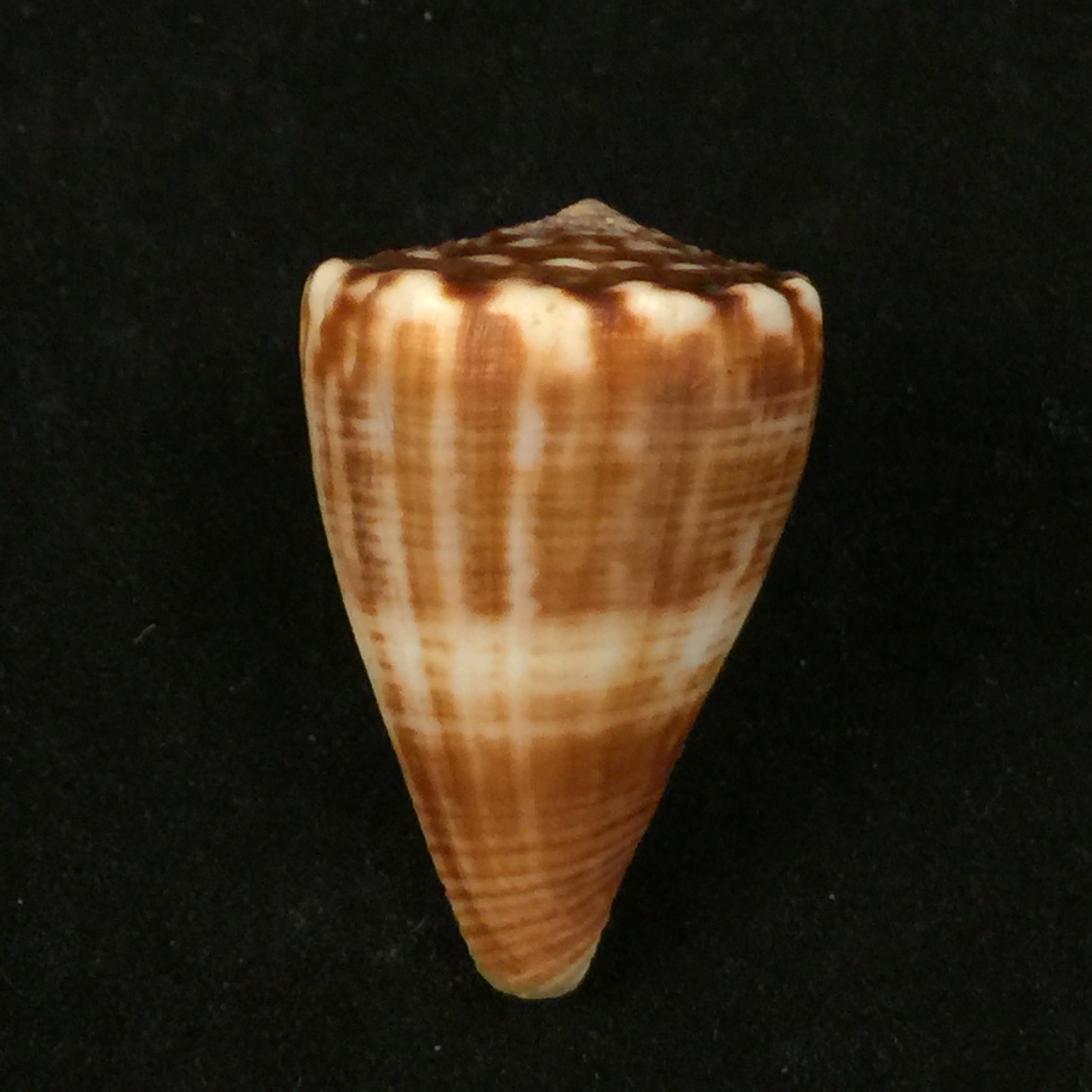 Conus gladiator Broderip, 1833 - 32,8mm