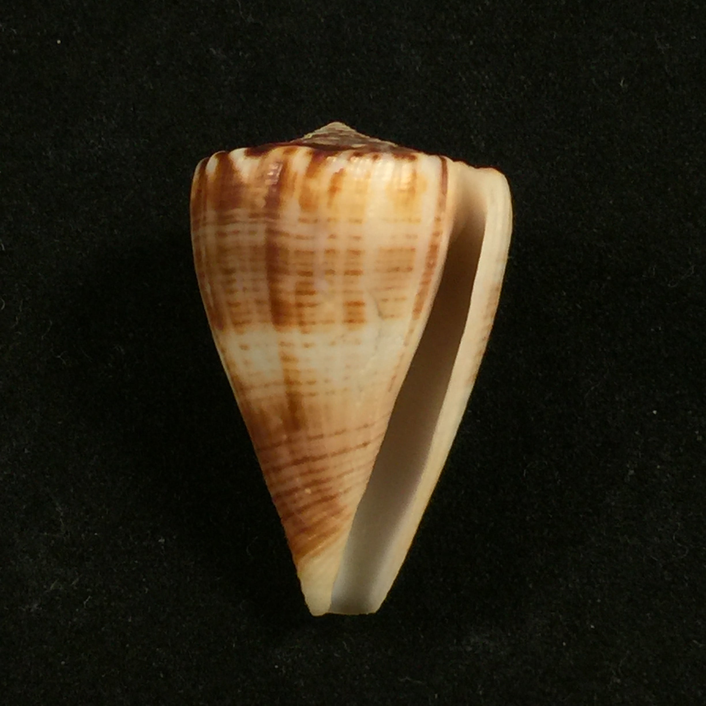 Conus gladiator Broderip, 1833 - 32,8mm