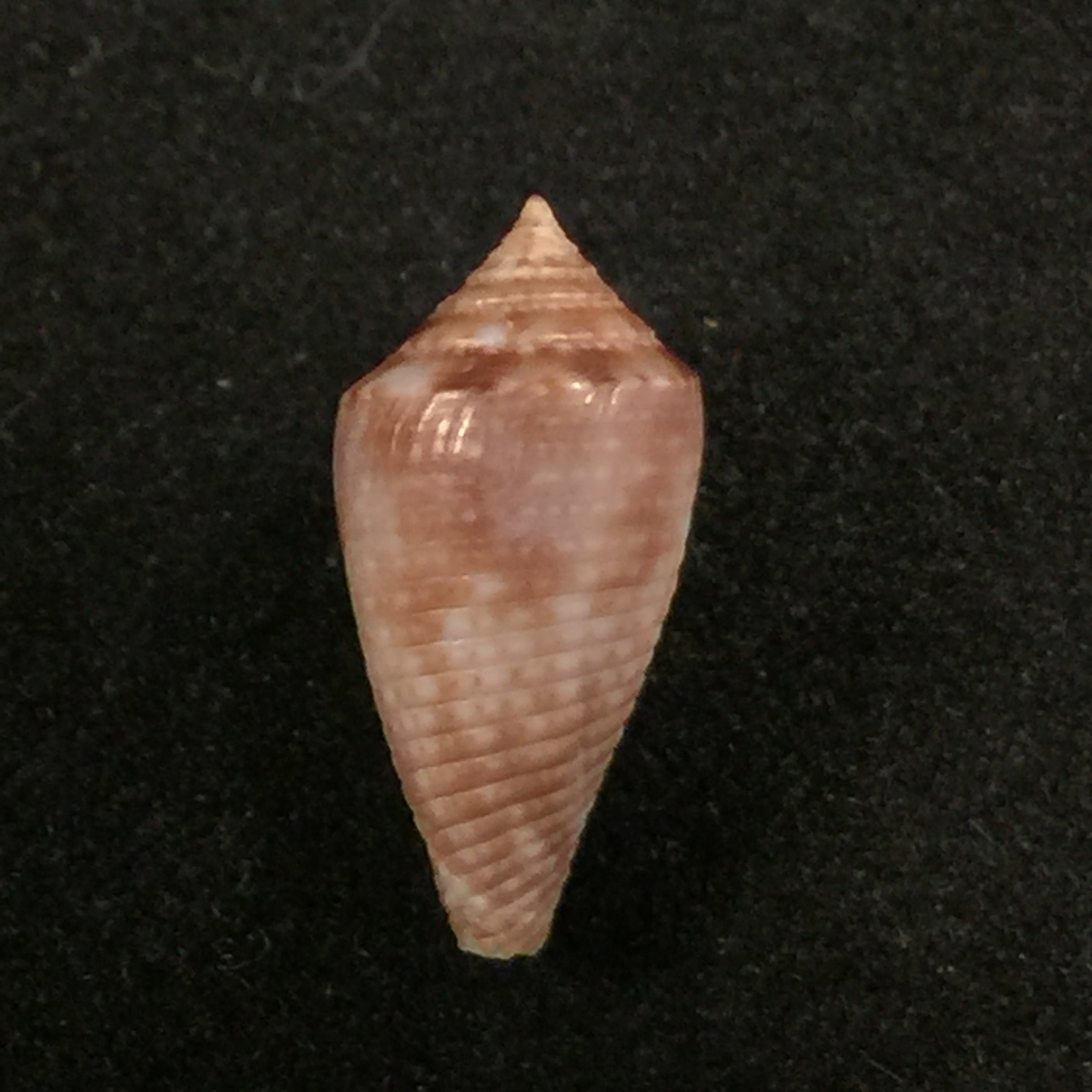 Conasprella josei Petuch & Berschauer, 2016 - 15,2mm