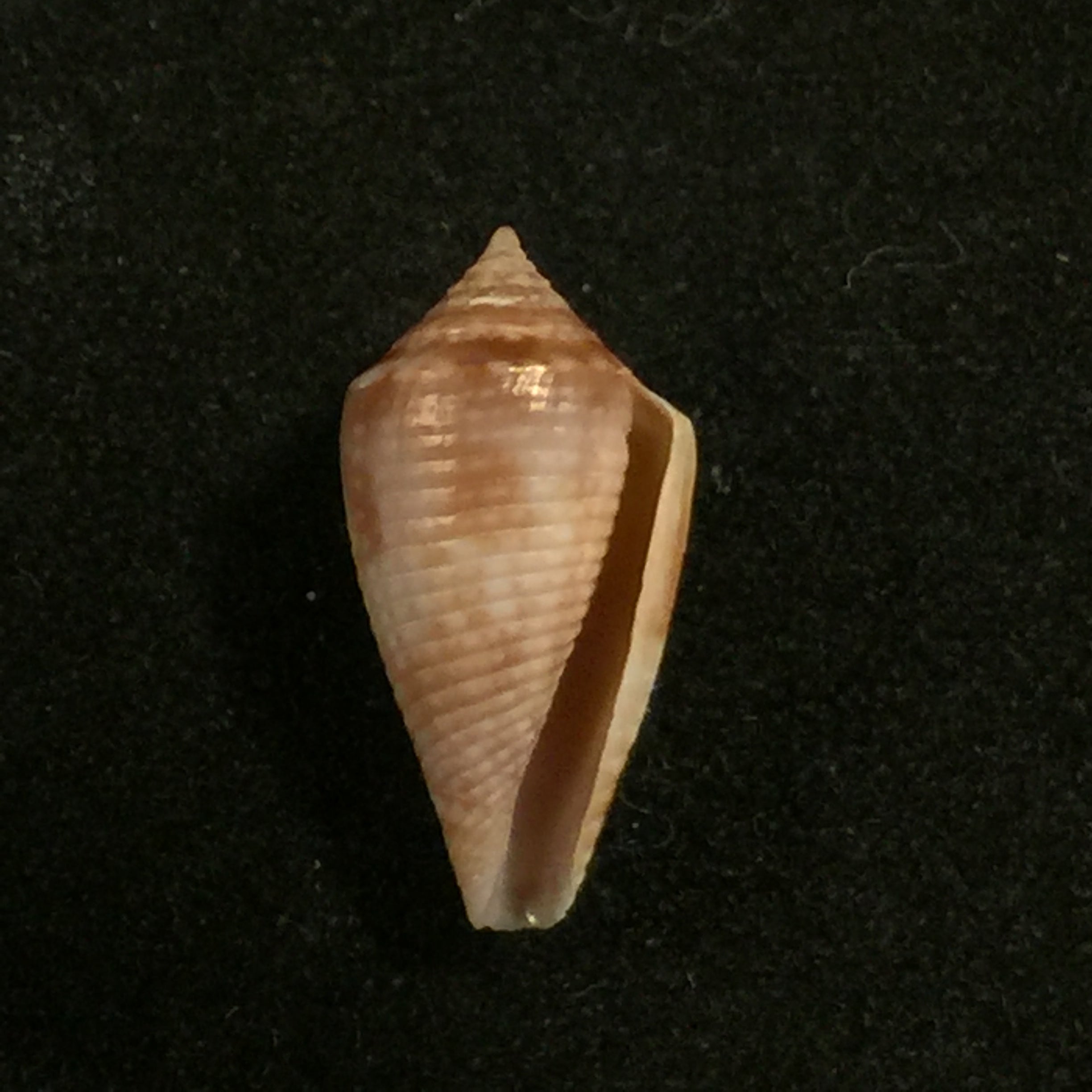 Conasprella josei Petuch & Berschauer, 2016 - 15,2mm