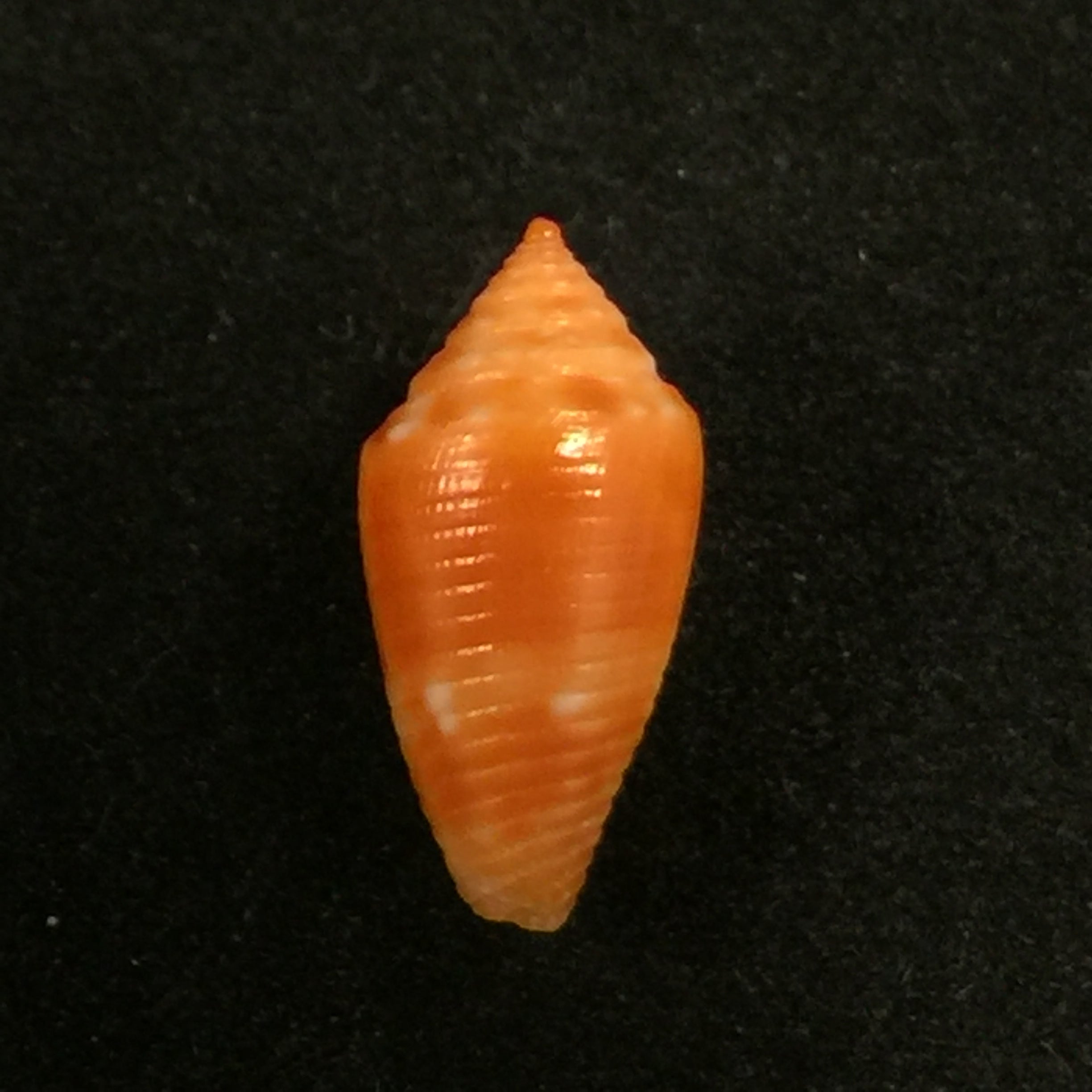 Conasprella damasoi (T. Cossignani, 2007) - 16,1mm