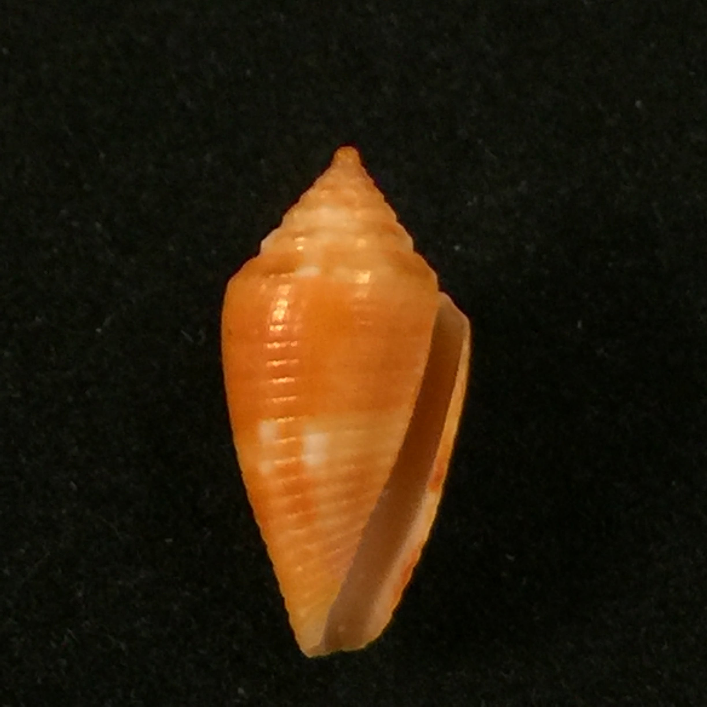 Conasprella damasoi (T. Cossignani, 2007) - 16,1mm