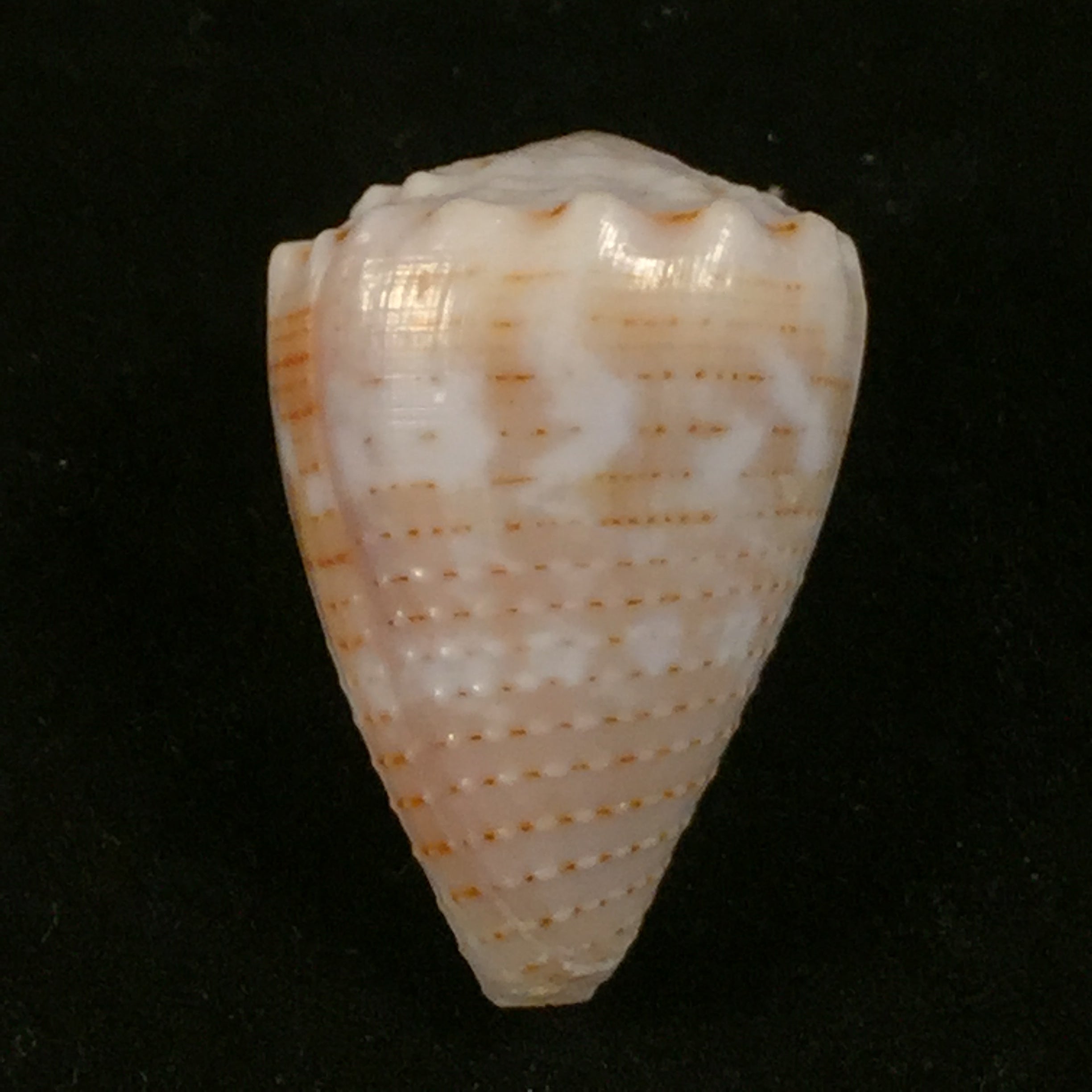 Conus miliares Hwass in Bruguière, 1792 - 29,9mm