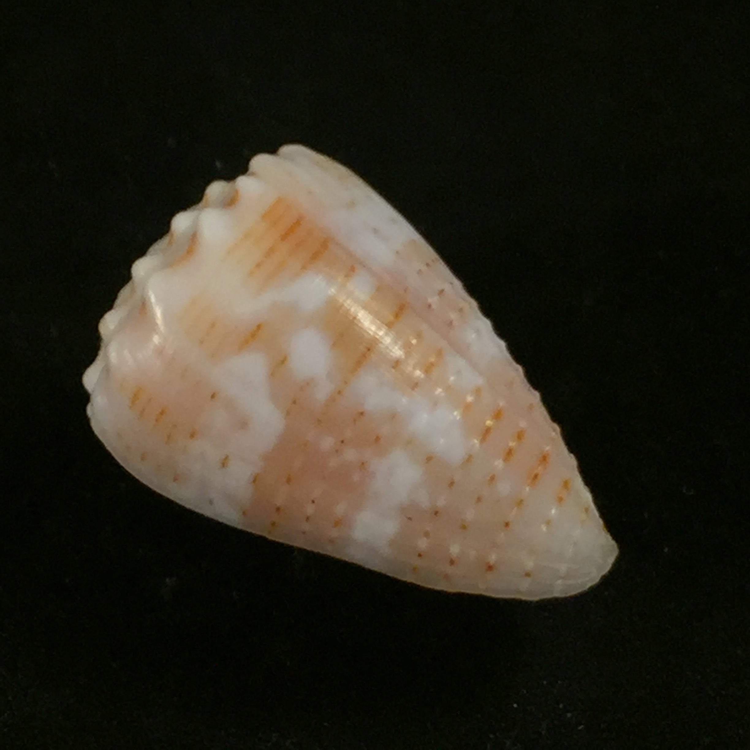 Conus miliares Hwass in Bruguière, 1792 - 29,9mm