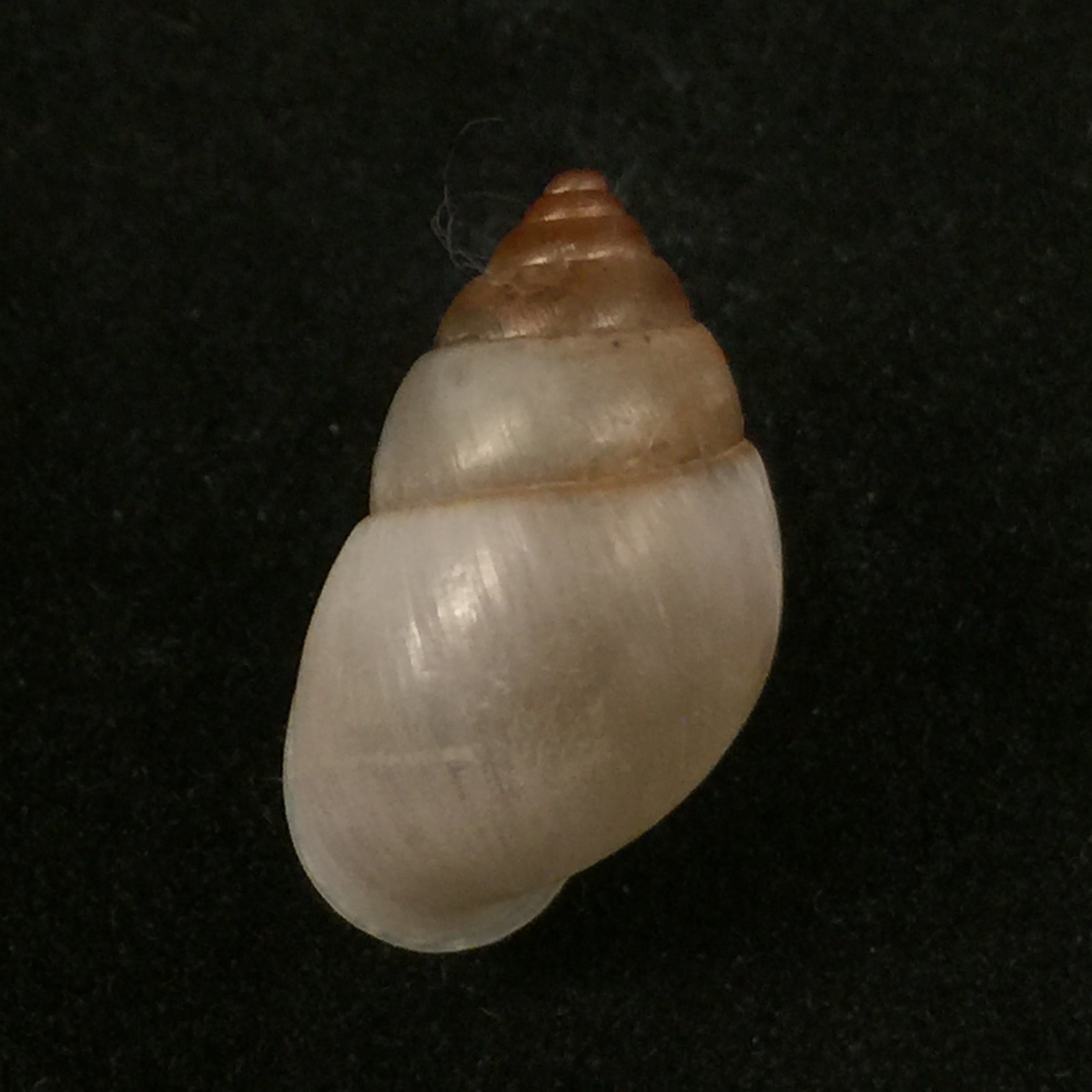 Rhinus ovulum (Reeve, 1849) - 19,5mm