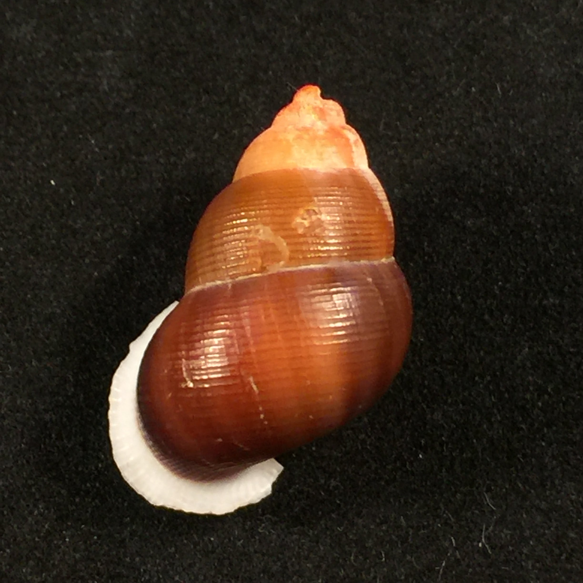 Chondrotryra cerina roseoapicata (Torres & Bartsch, 1938) - 24,5毫米