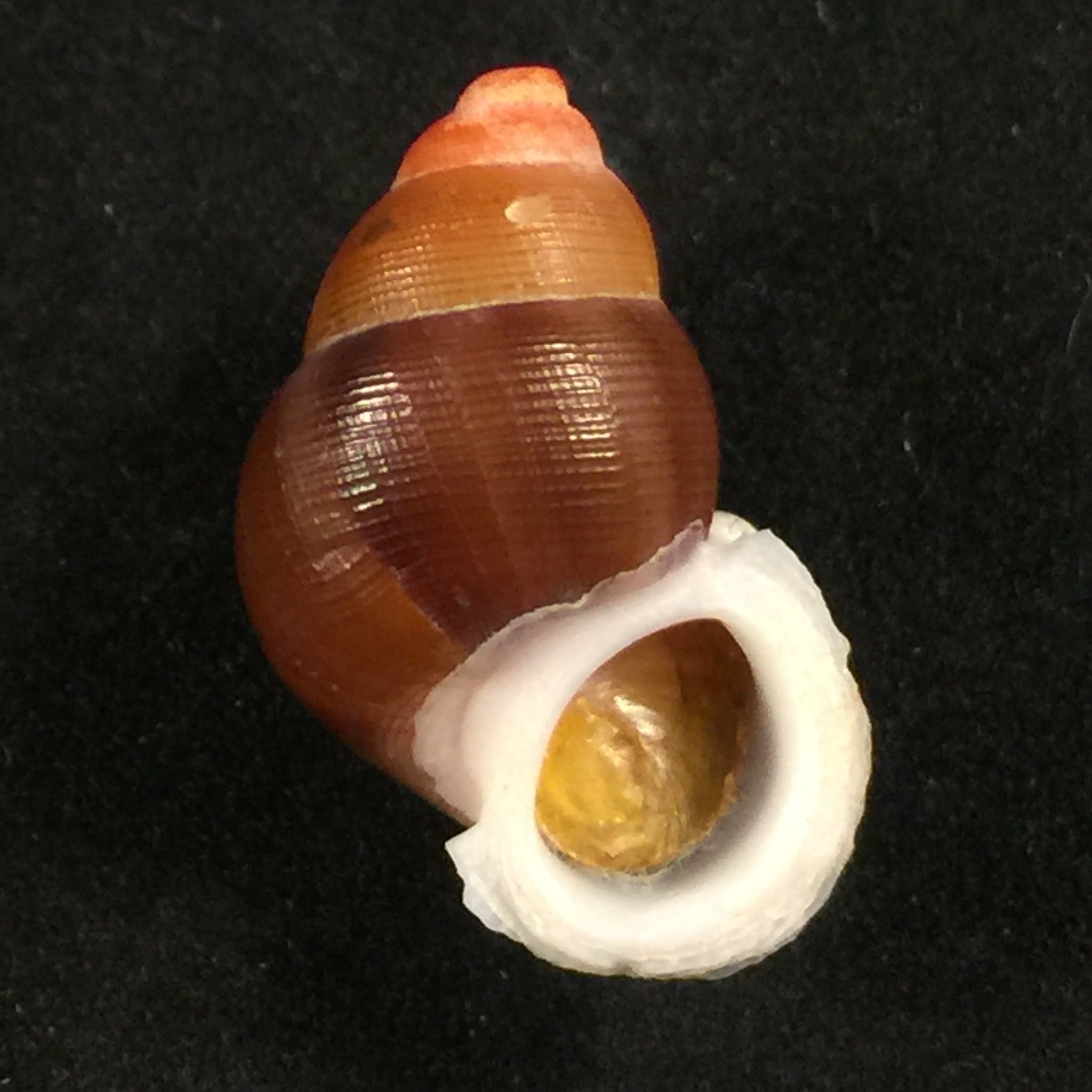 Chondrotryra cerina roseoapicata (Torres & Bartsch, 1938) - 24,5毫米