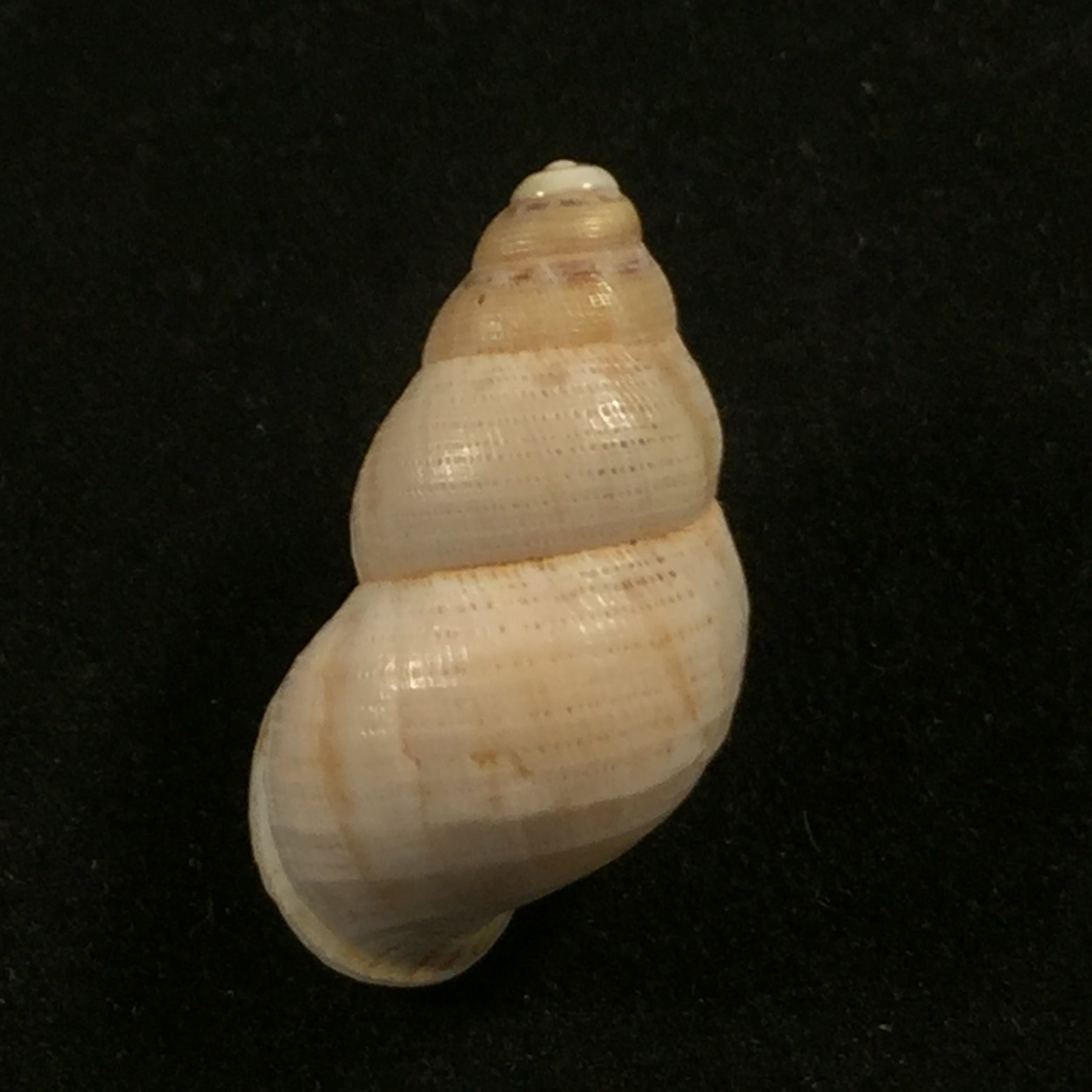 Tudorella mauretanica (Pallary, 1898) - 22,6mm