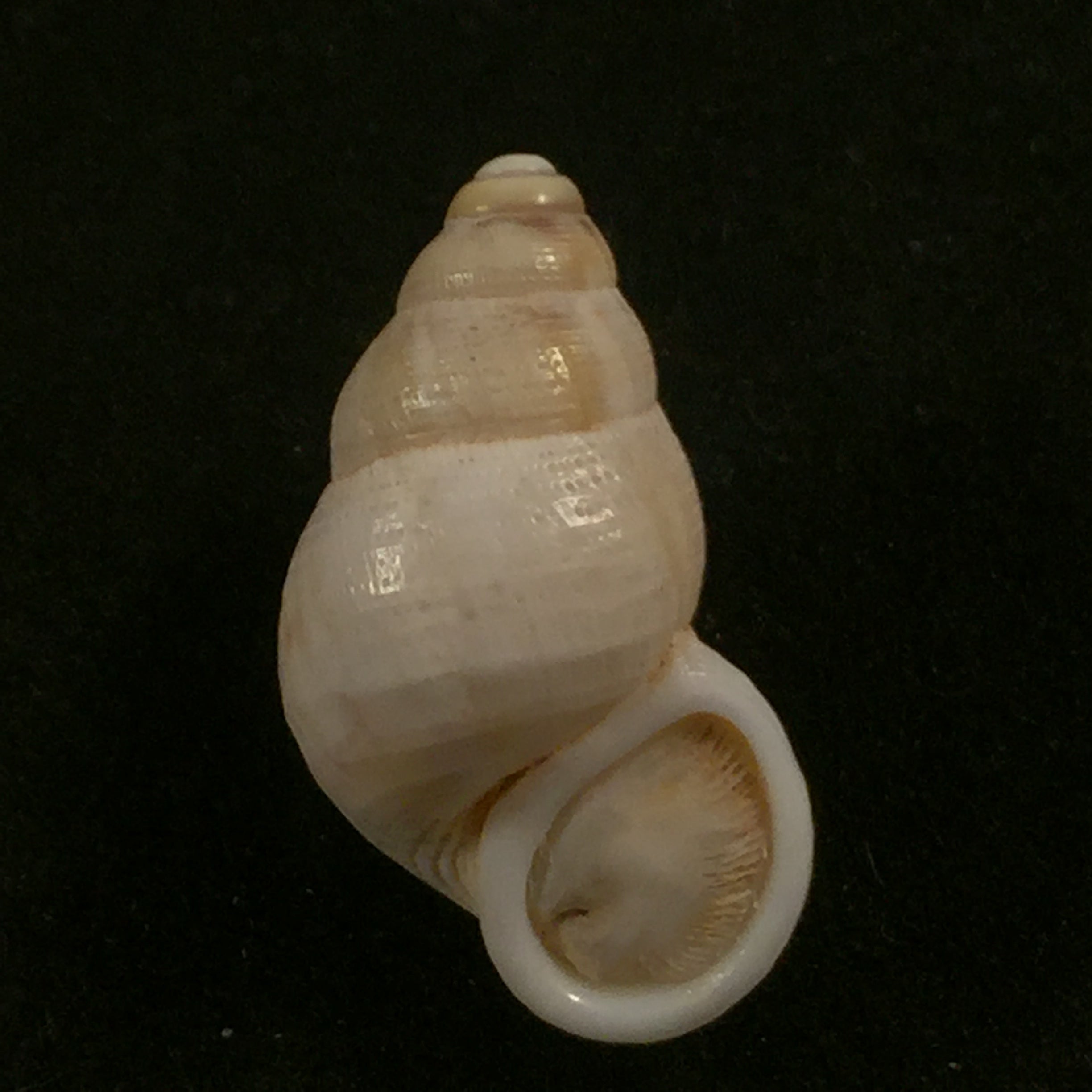 Tudorella mauretanica (Pallary, 1898) - 22,6mm