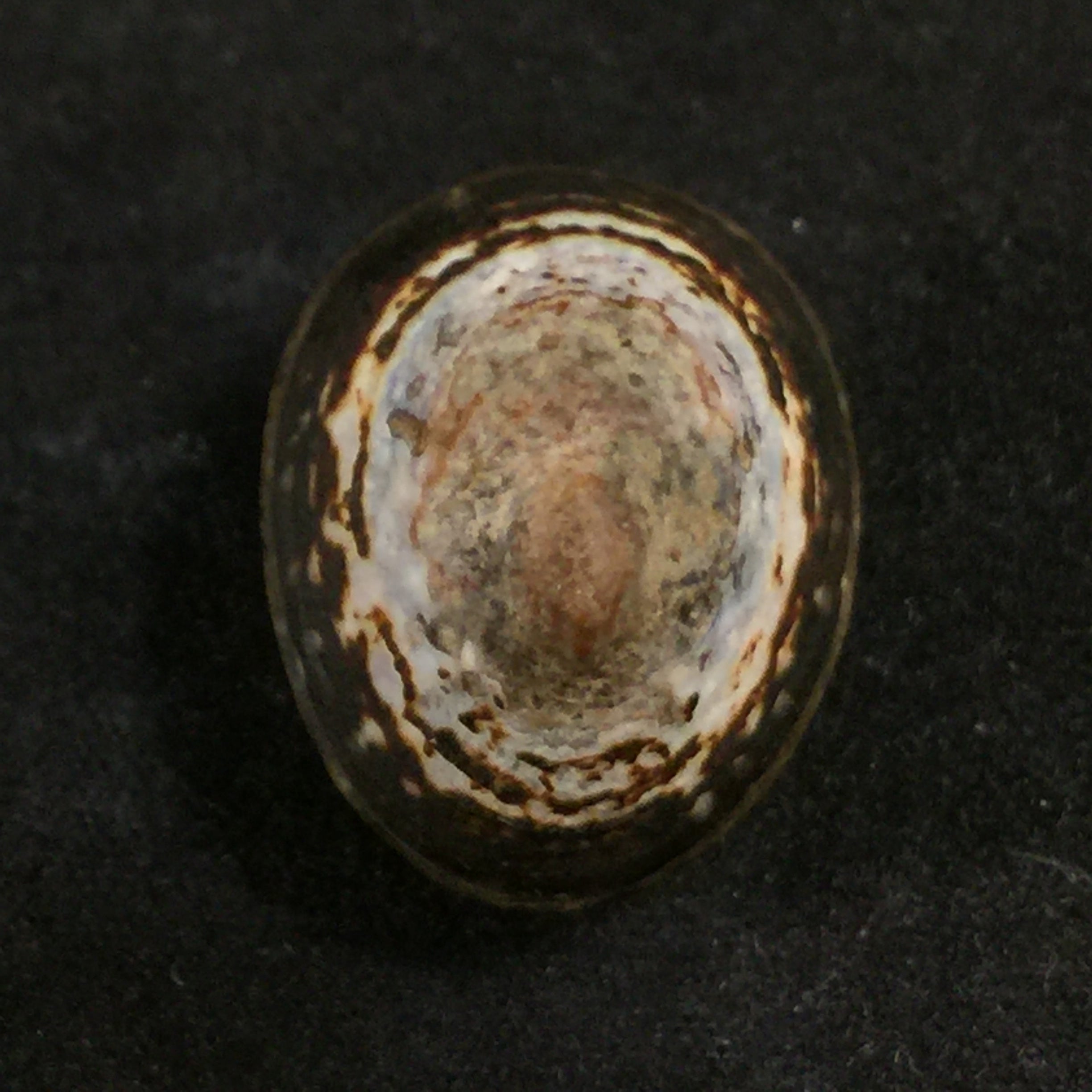 Lottia orbignyi (Dall, 1909) - 24,6mm