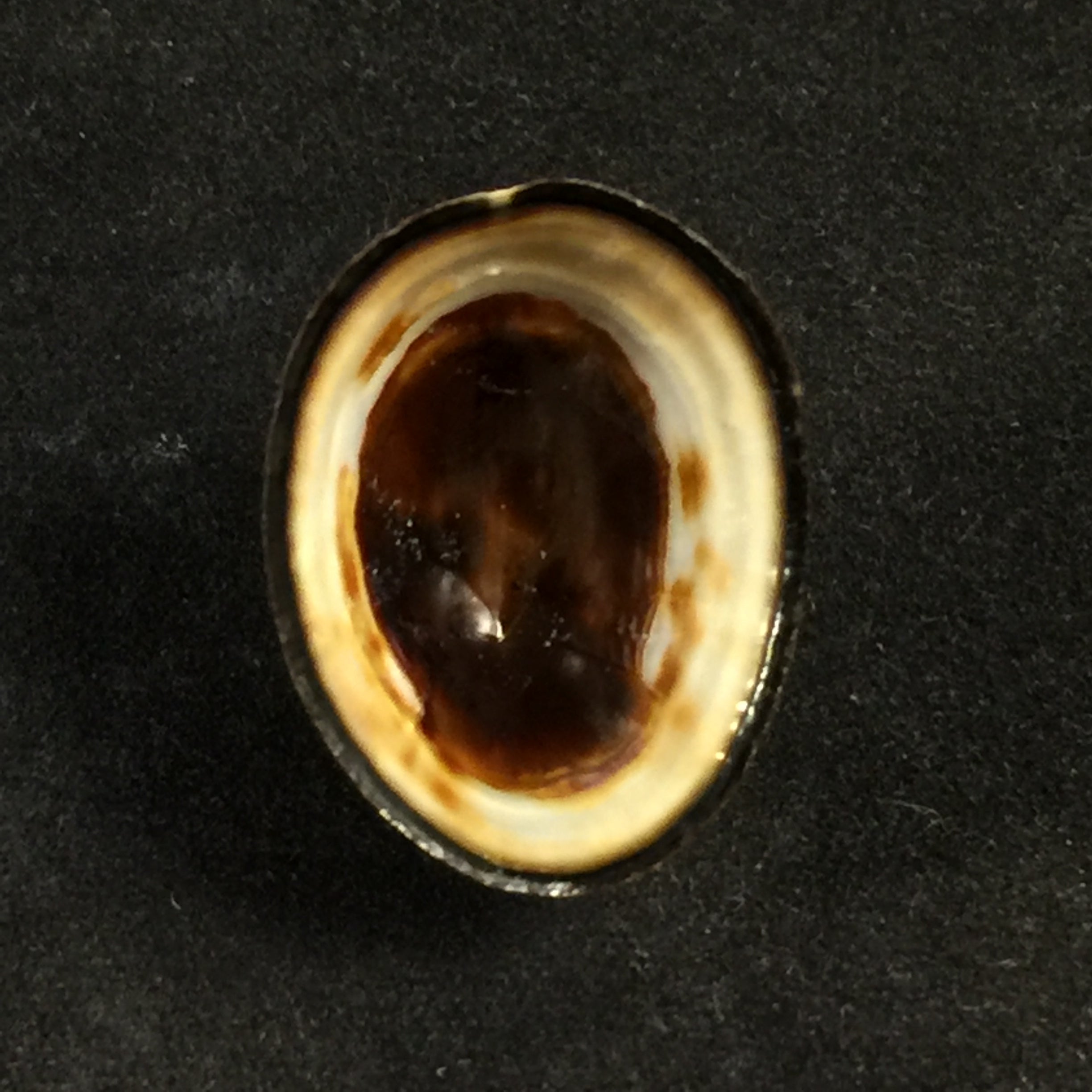 Lottia orbignyi (Dall, 1909) - 24,6mm