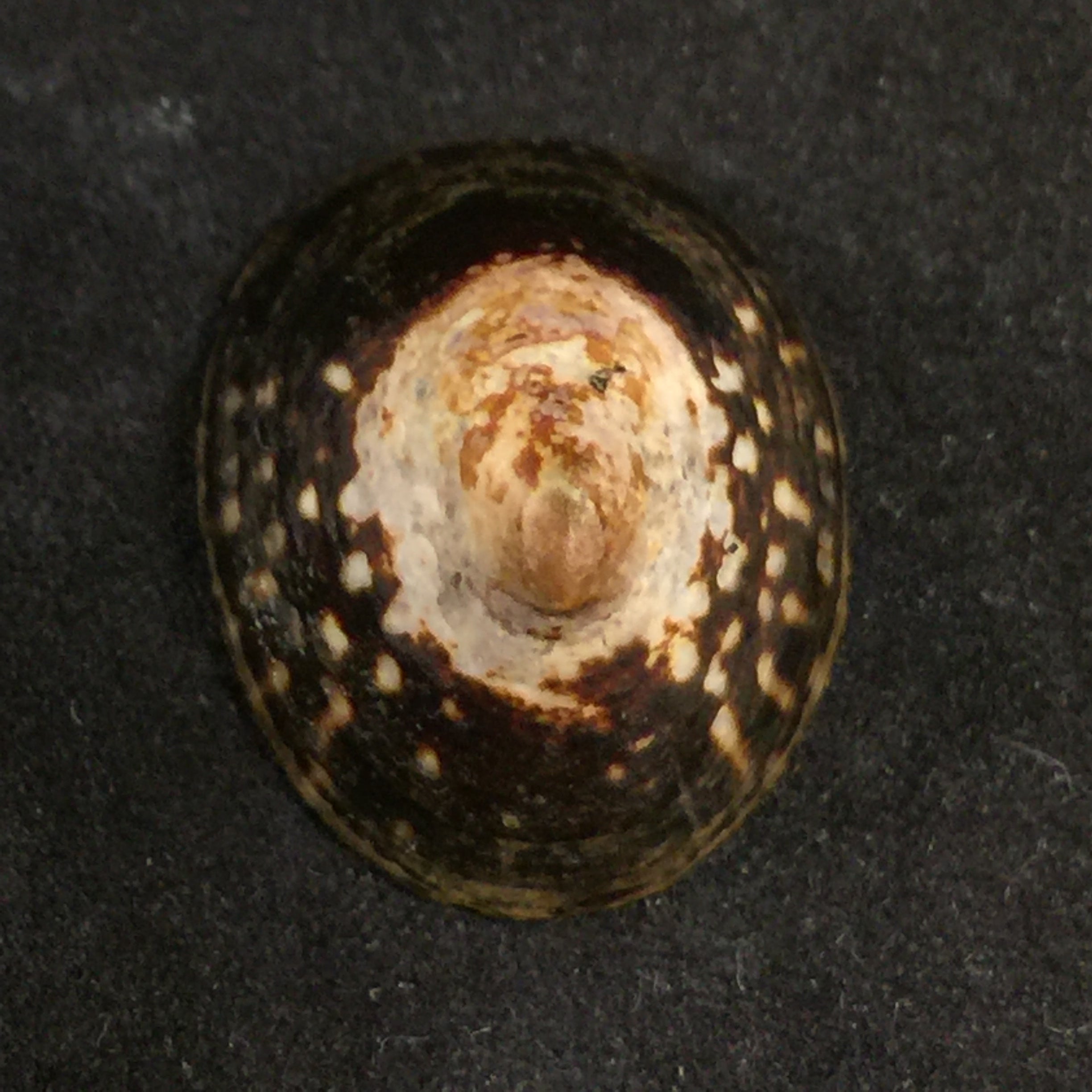 Lottia orbignyi (Dall, 1909) - 25,5mm