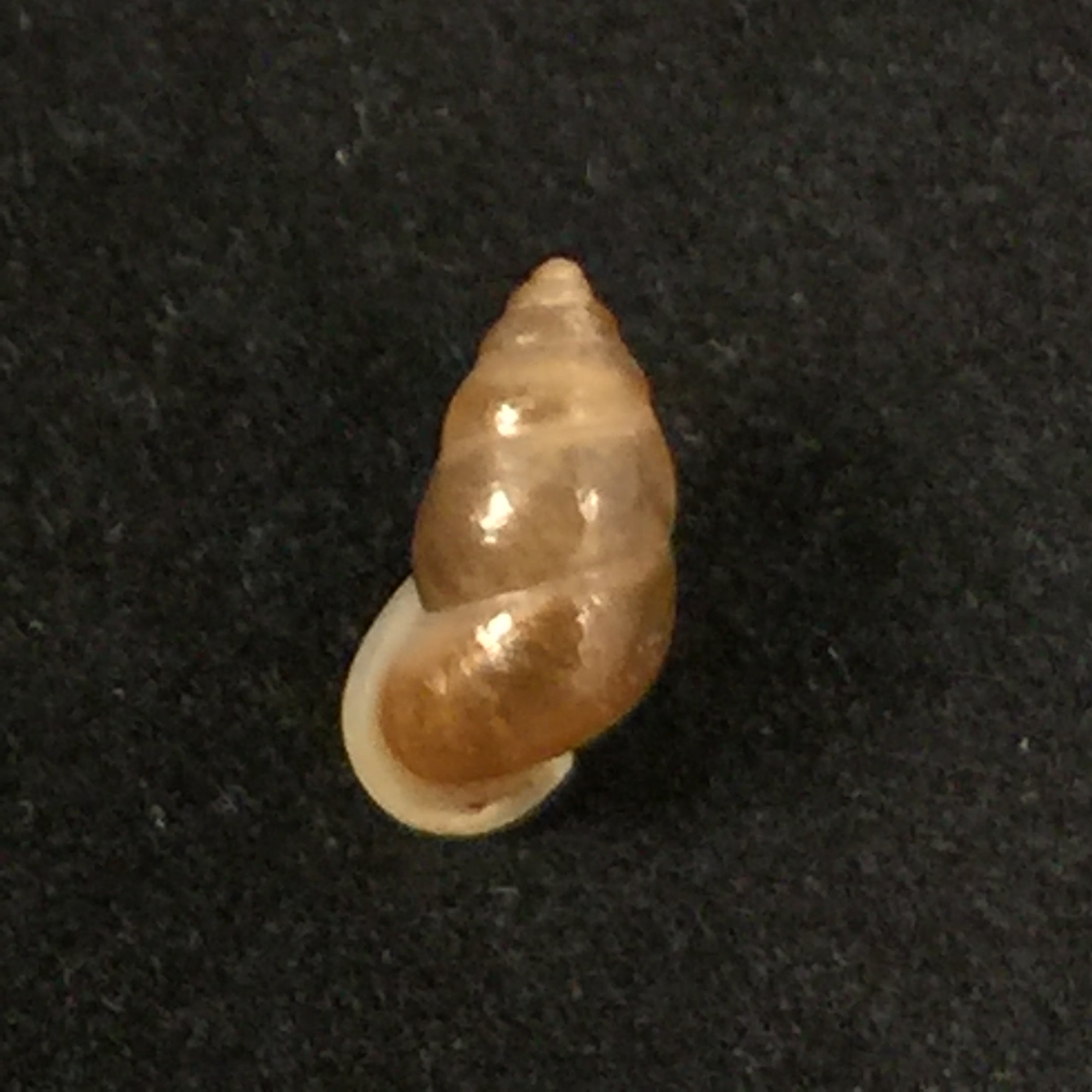 Pupina tonkiniana Bavay & Dautzenberg, 1899