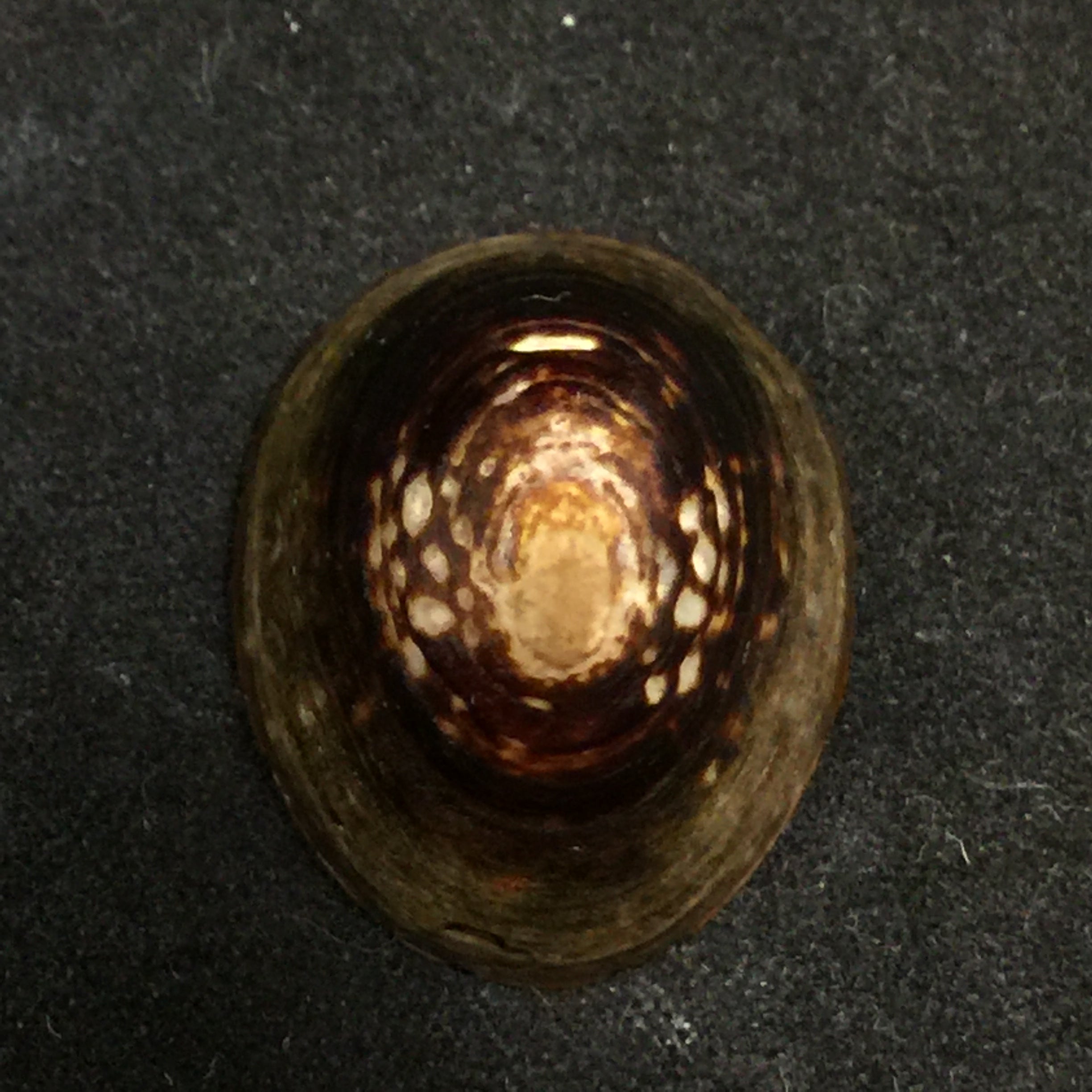Lottia orbignyi (Dall, 1909) - 23,9mm
