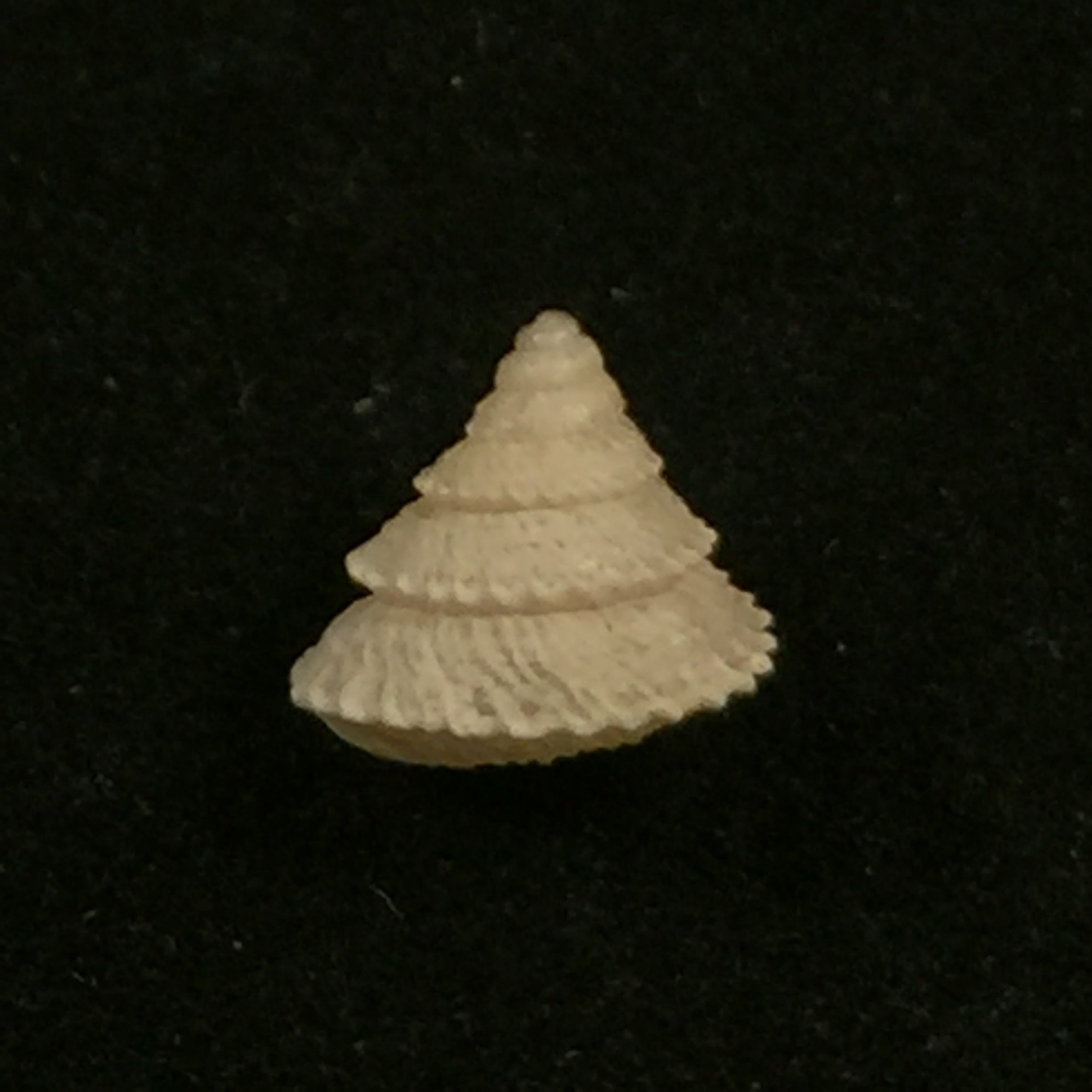 Obelus pumilio (迪尔温, 1817) - 7,8mm