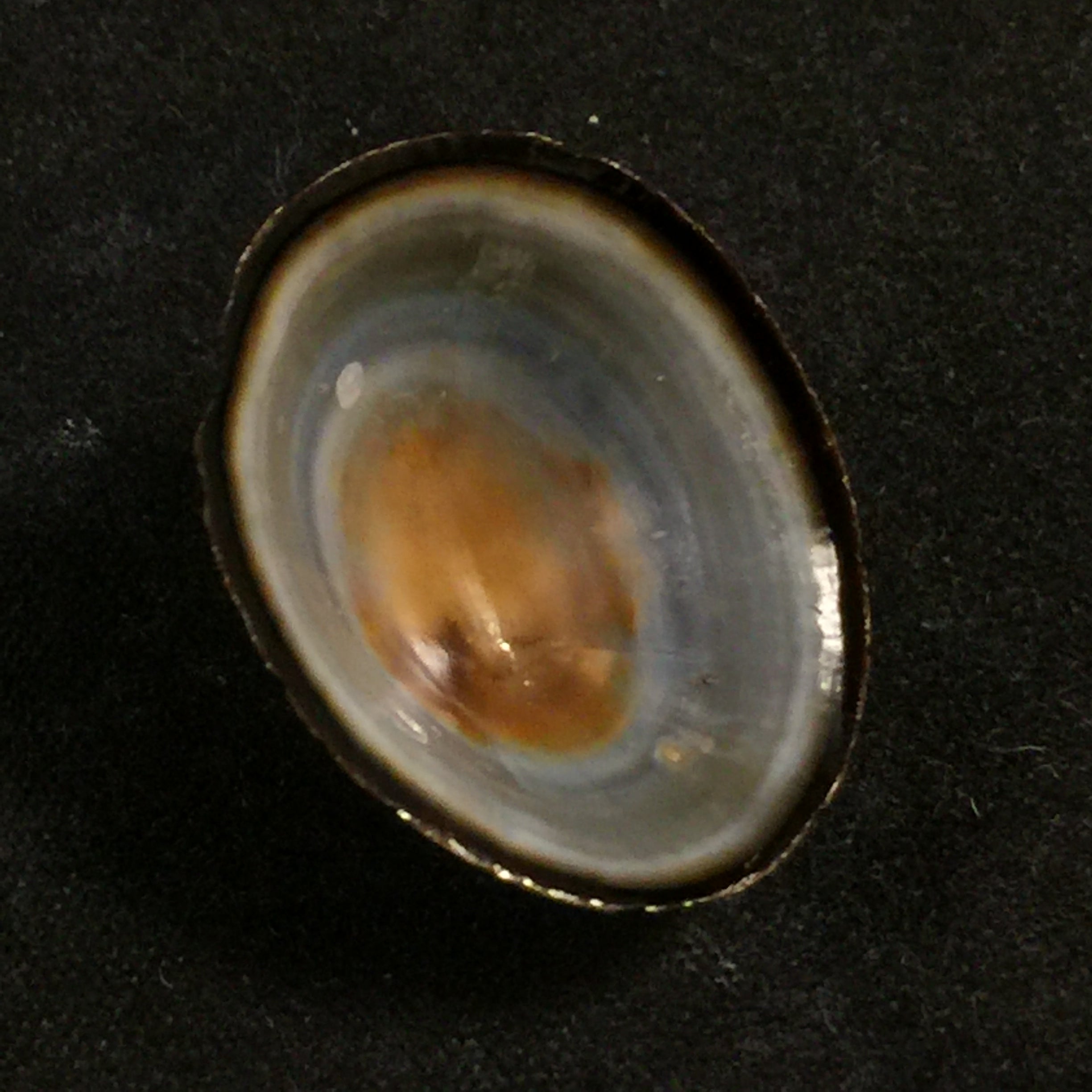 Lottia orbignyi (Dall, 1909) - 23,9mm