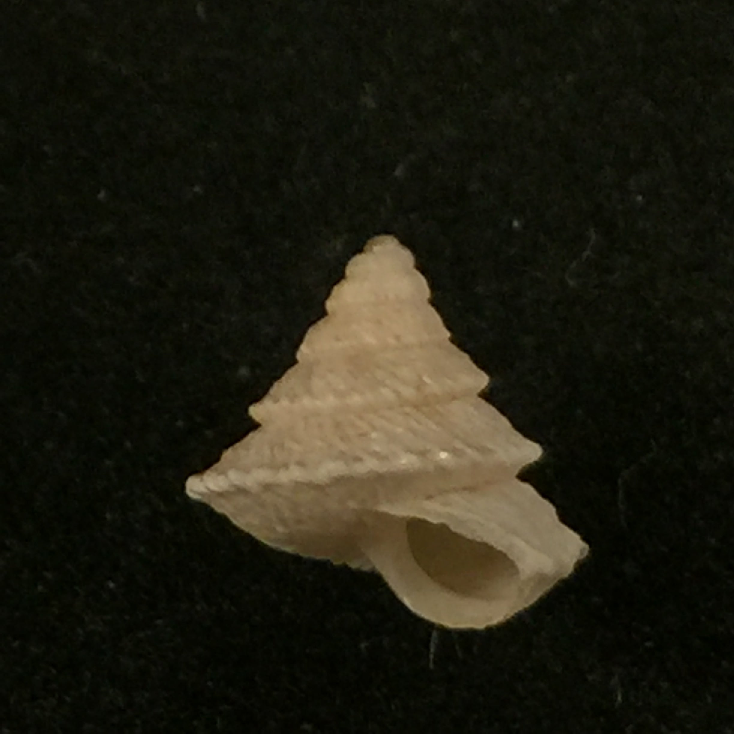 Obelus pumilio (迪尔温, 1817) - 7,8mm