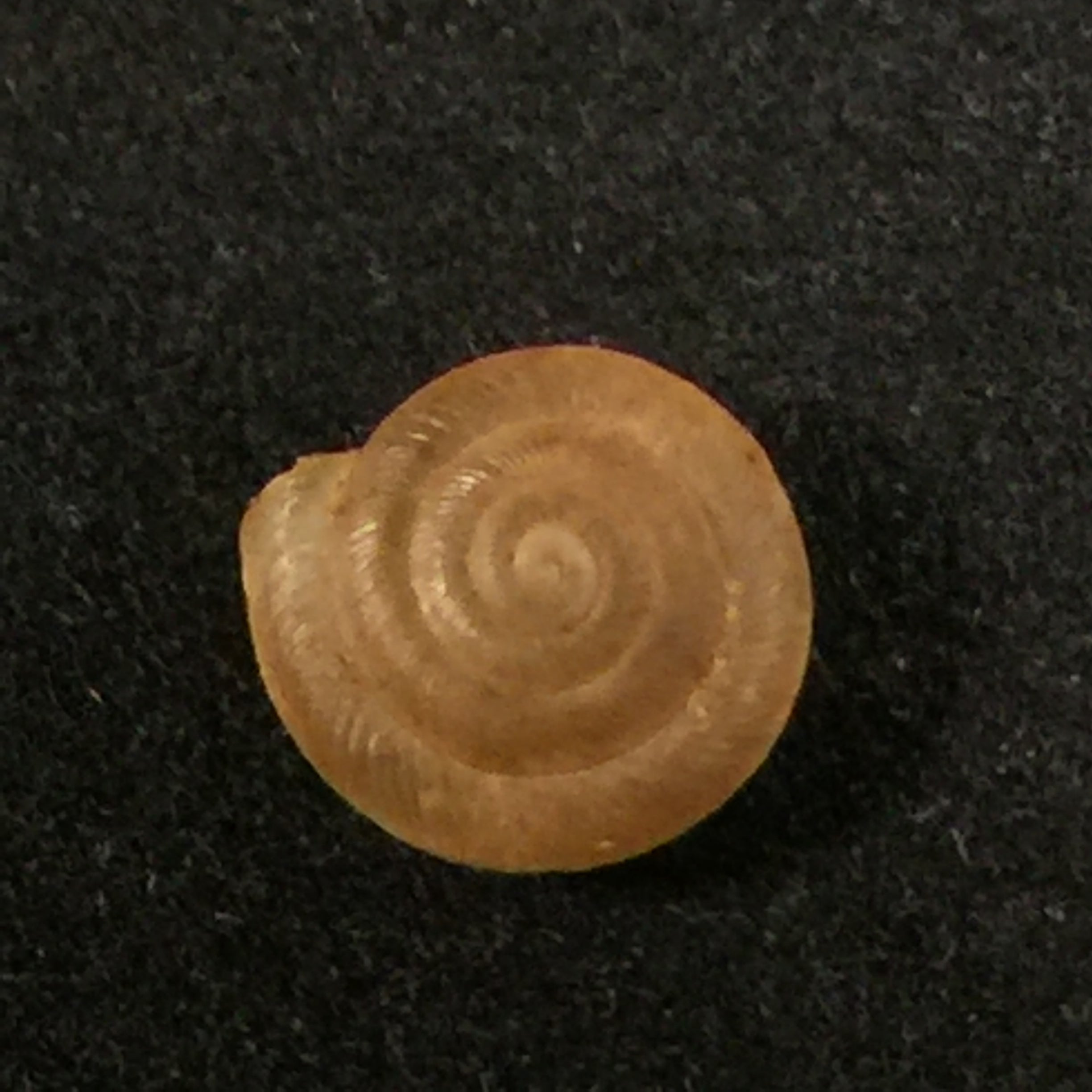 Caracollina lenticula (Michaud, 1831) - 6,2mm