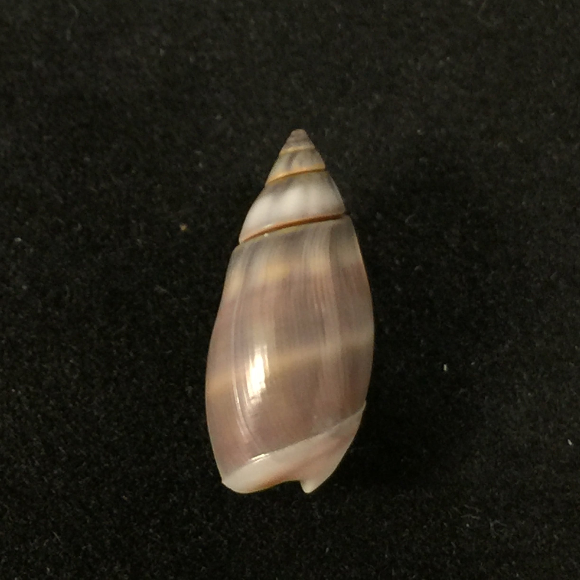 Callianax biplicata (GB Sowerby I, 1829) - 11,4mm