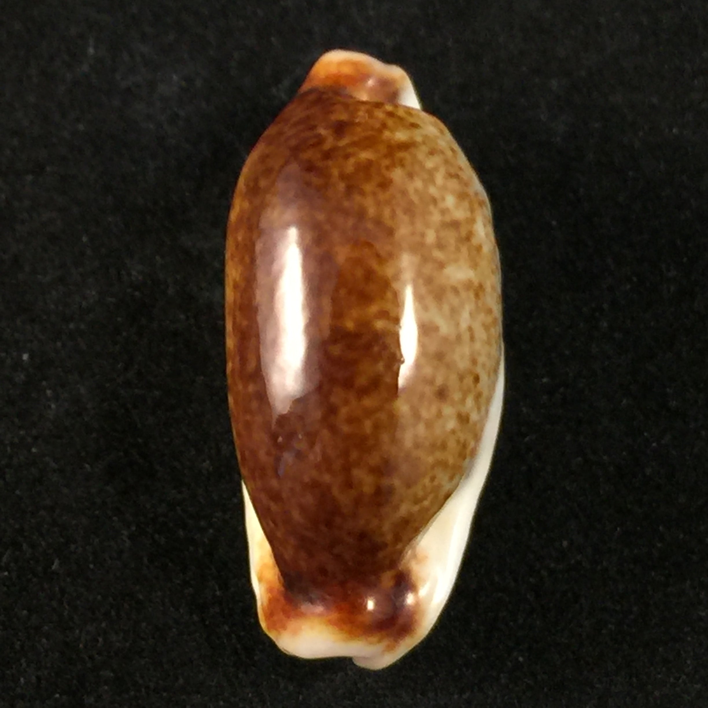 Erronea cylindrica(生于 1778 年)