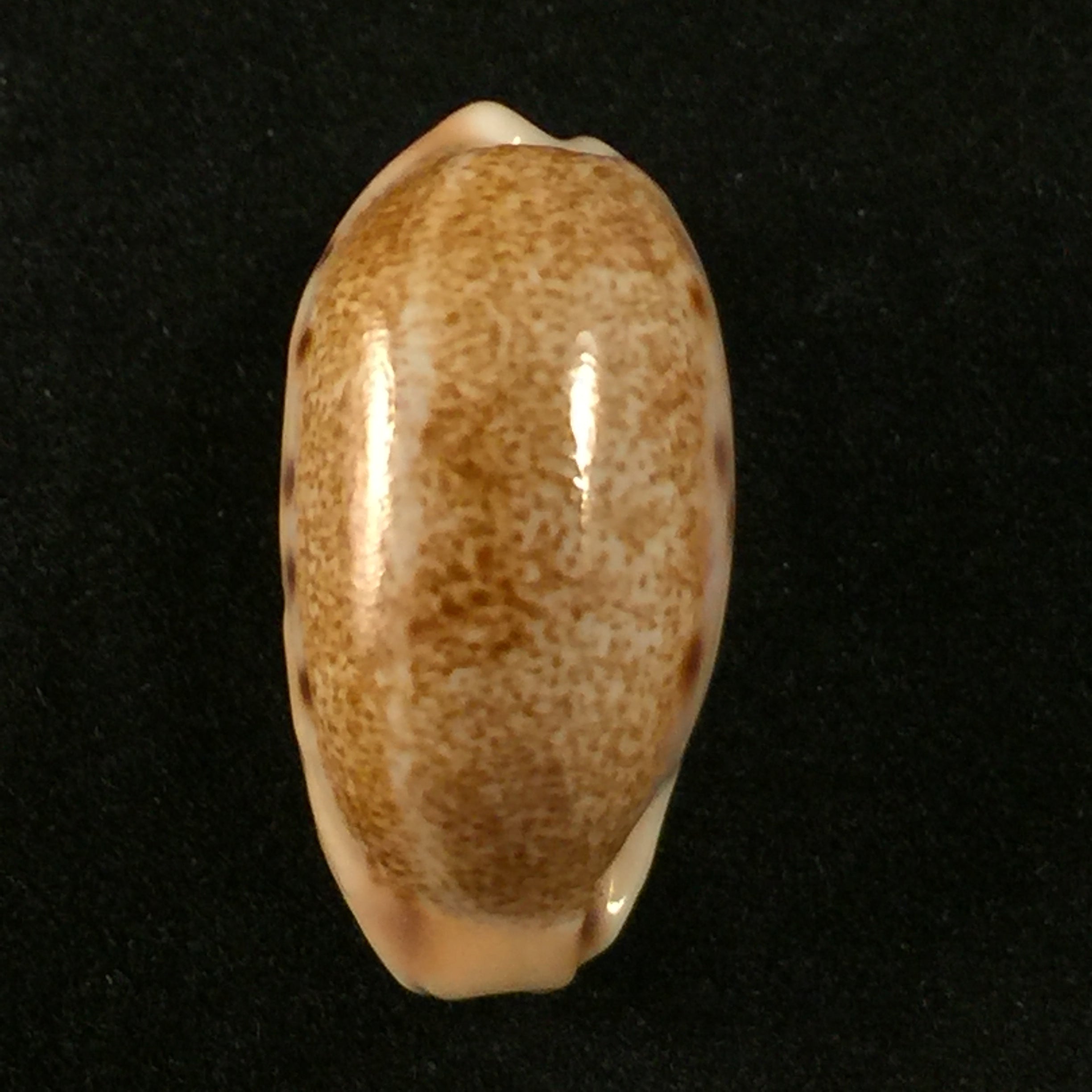 Erronea caurica (Linnaeus, 1758)