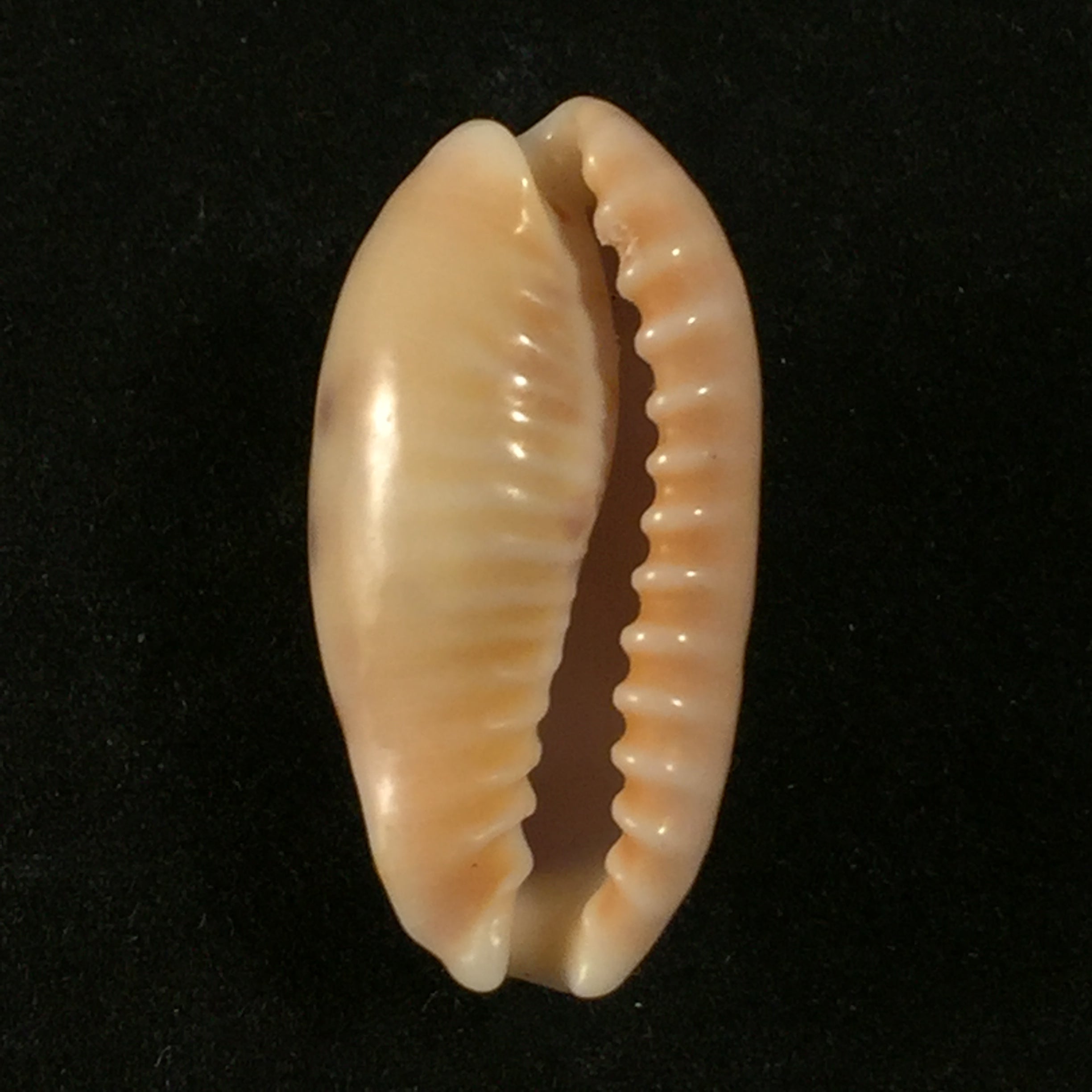 Erronea caurica (Linnaeus, 1758)