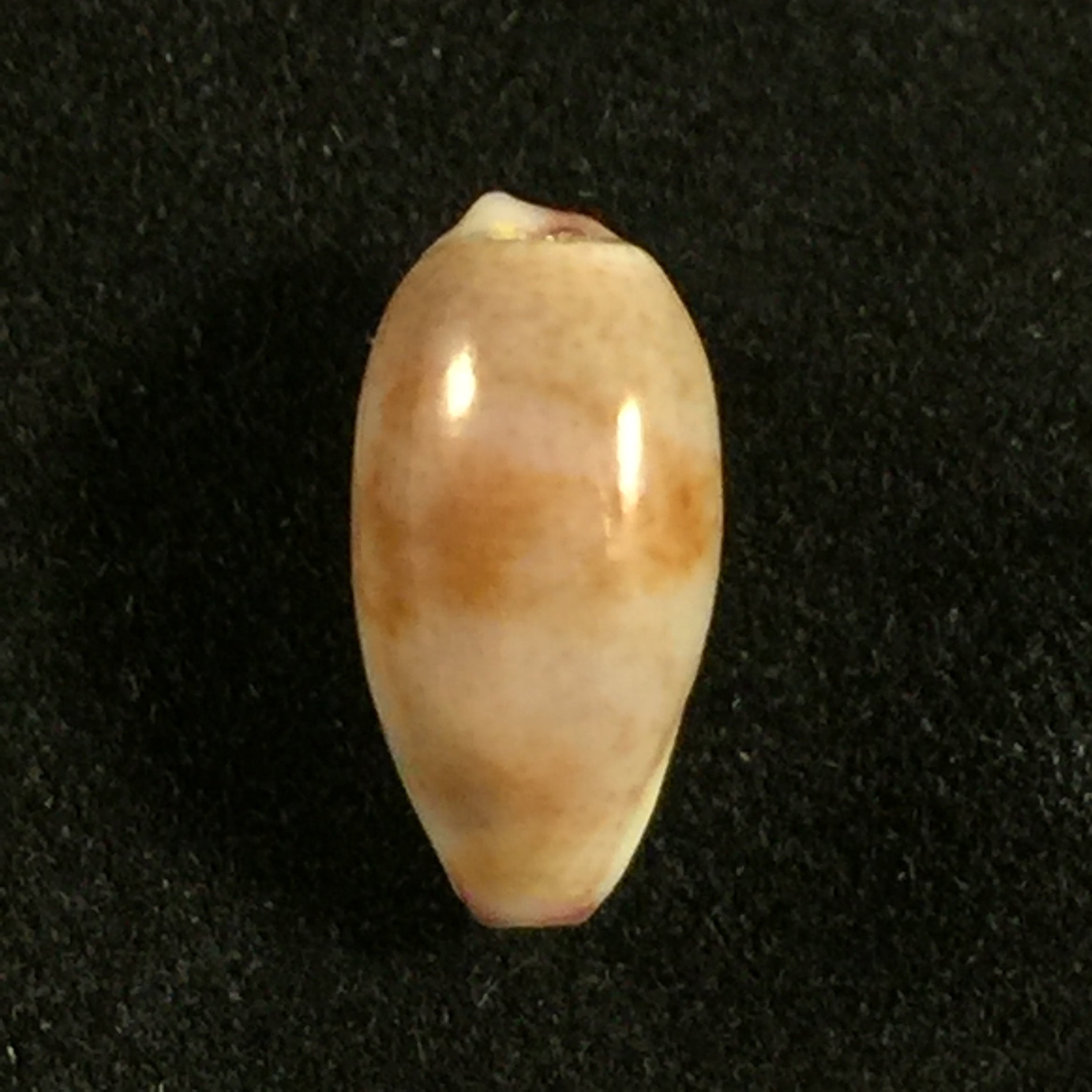 Purpuradista fimbriata(Gmelin,1791)