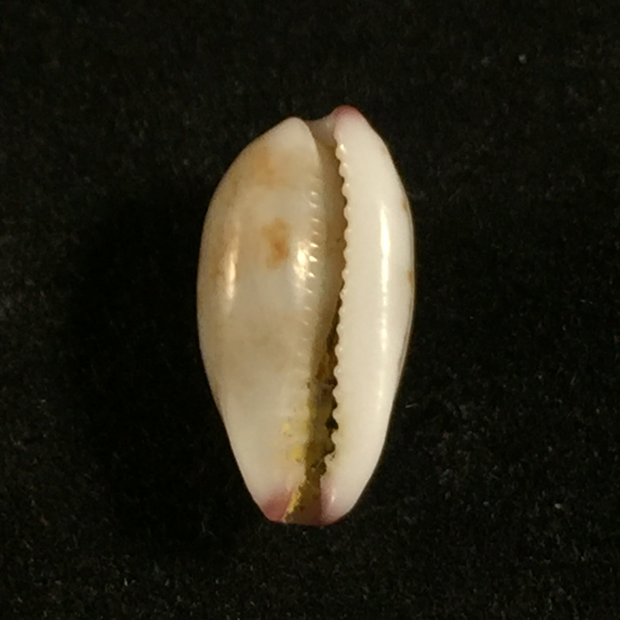 Purpuradista fimbriata(Gmelin,1791)
