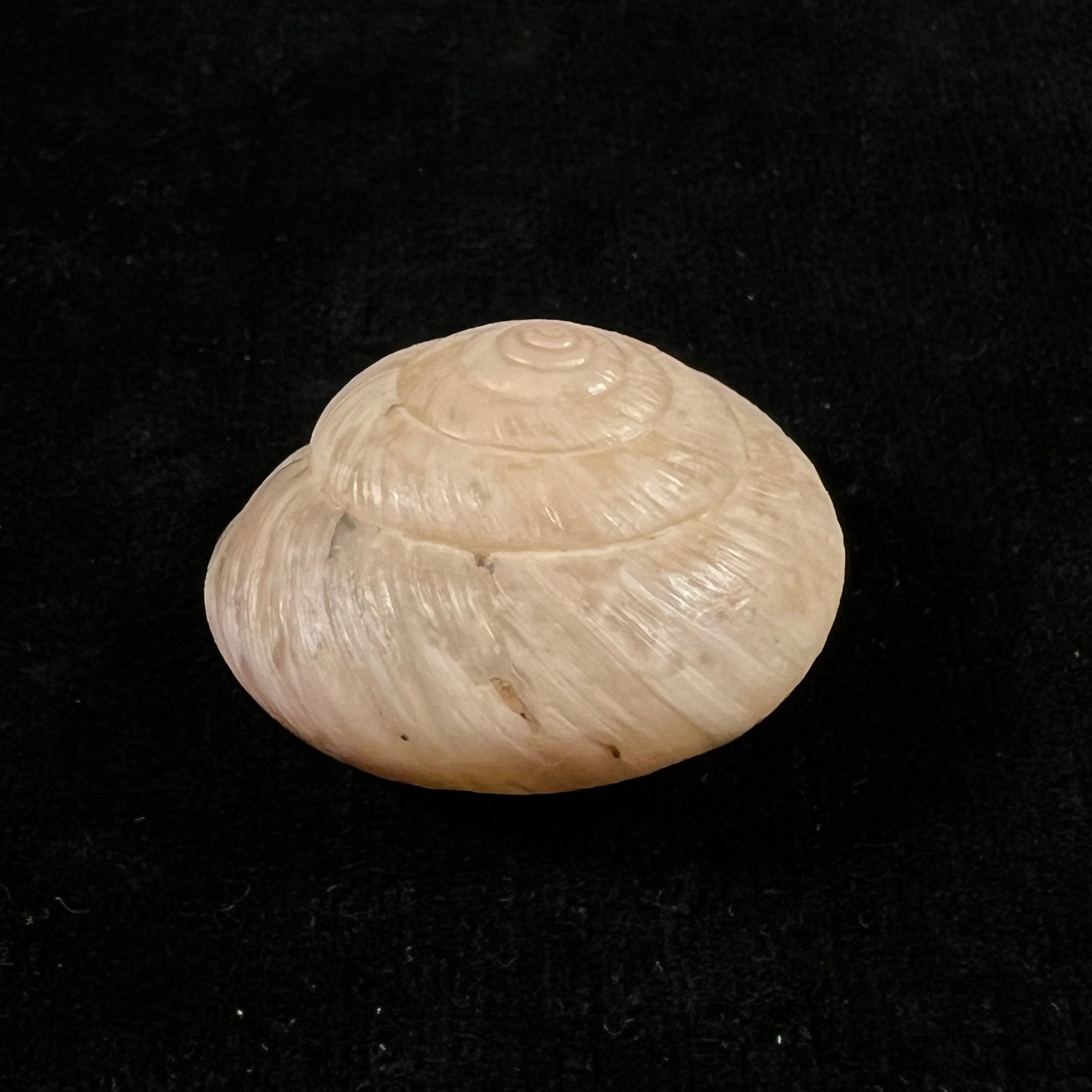 Kalidos chastellii (A. Férussac, 1832) - 29,4mm
