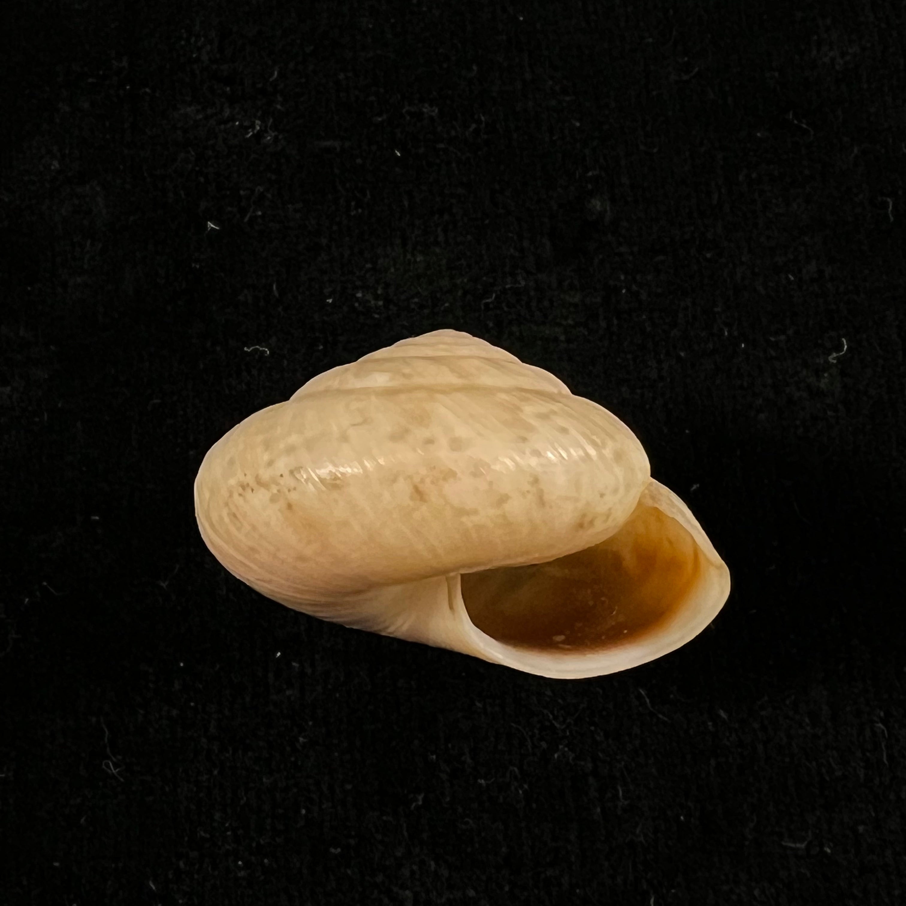 Kalidos chastellii (A. Férussac, 1832) - 29,4mm