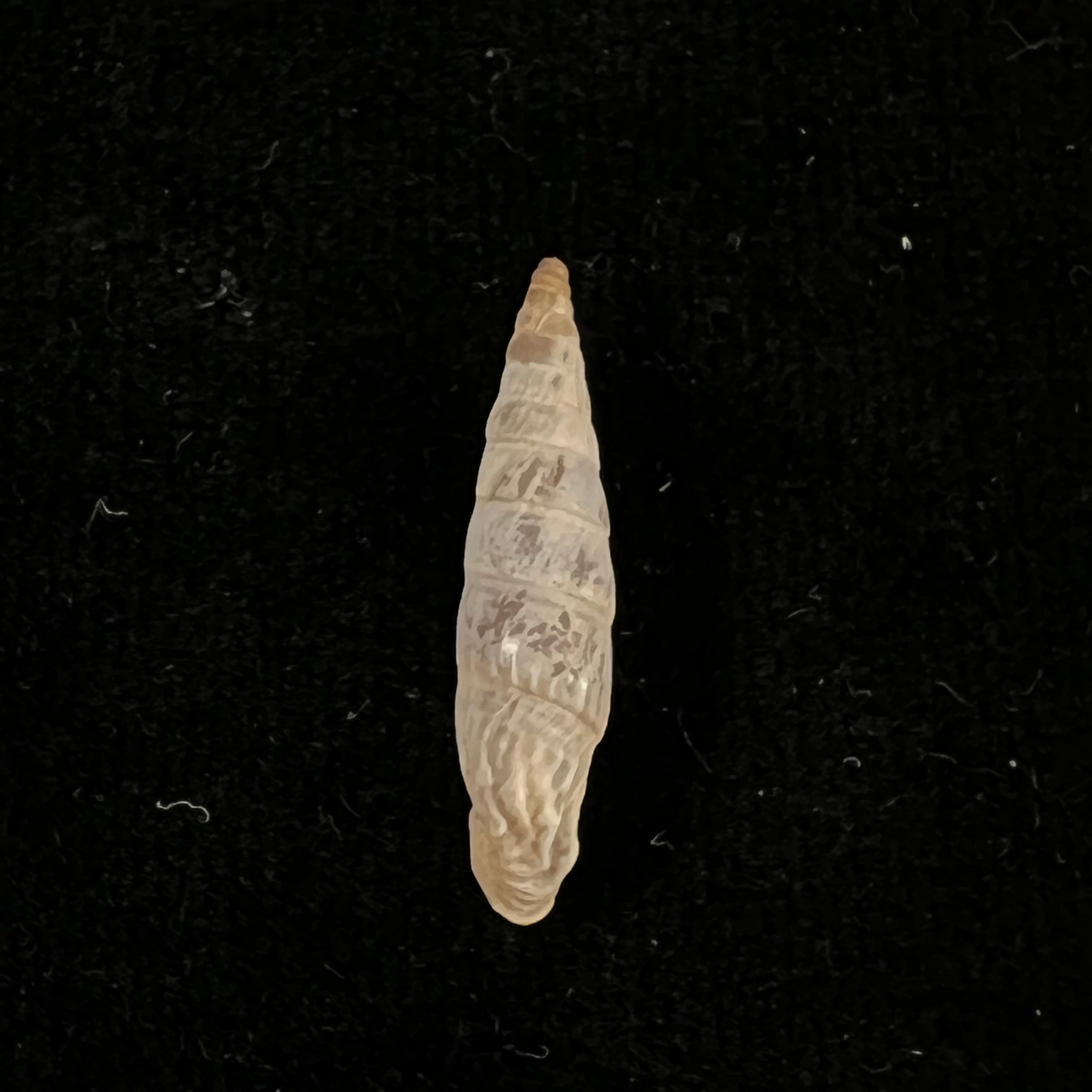 Albinaria infata draparnaldi (Beck, 1837) - 19,9mm