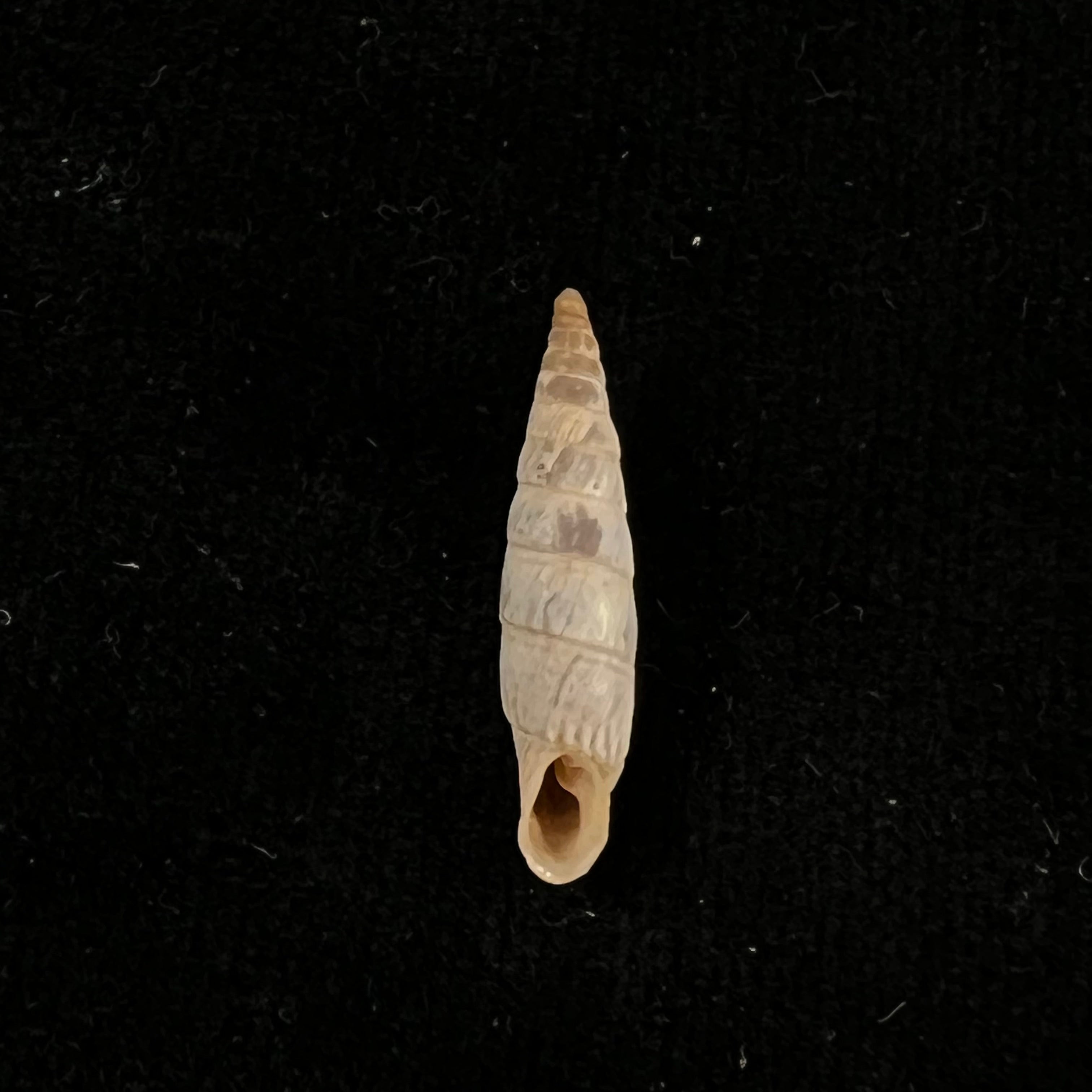 Albinaria infata draparnaldi (Beck, 1837) - 19,9mm