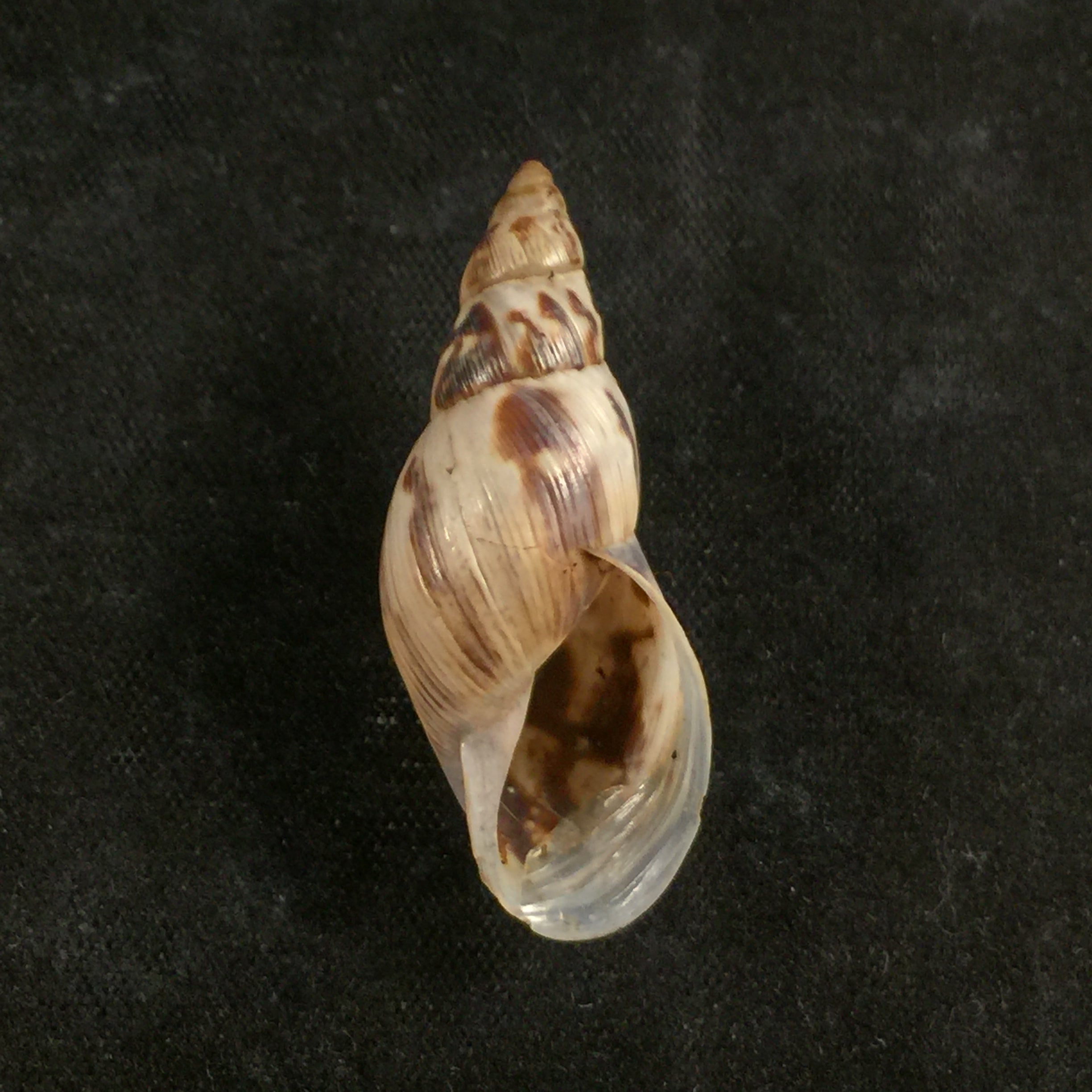 Drymaeus papyraceus (Mawe, 1823) - 32mm