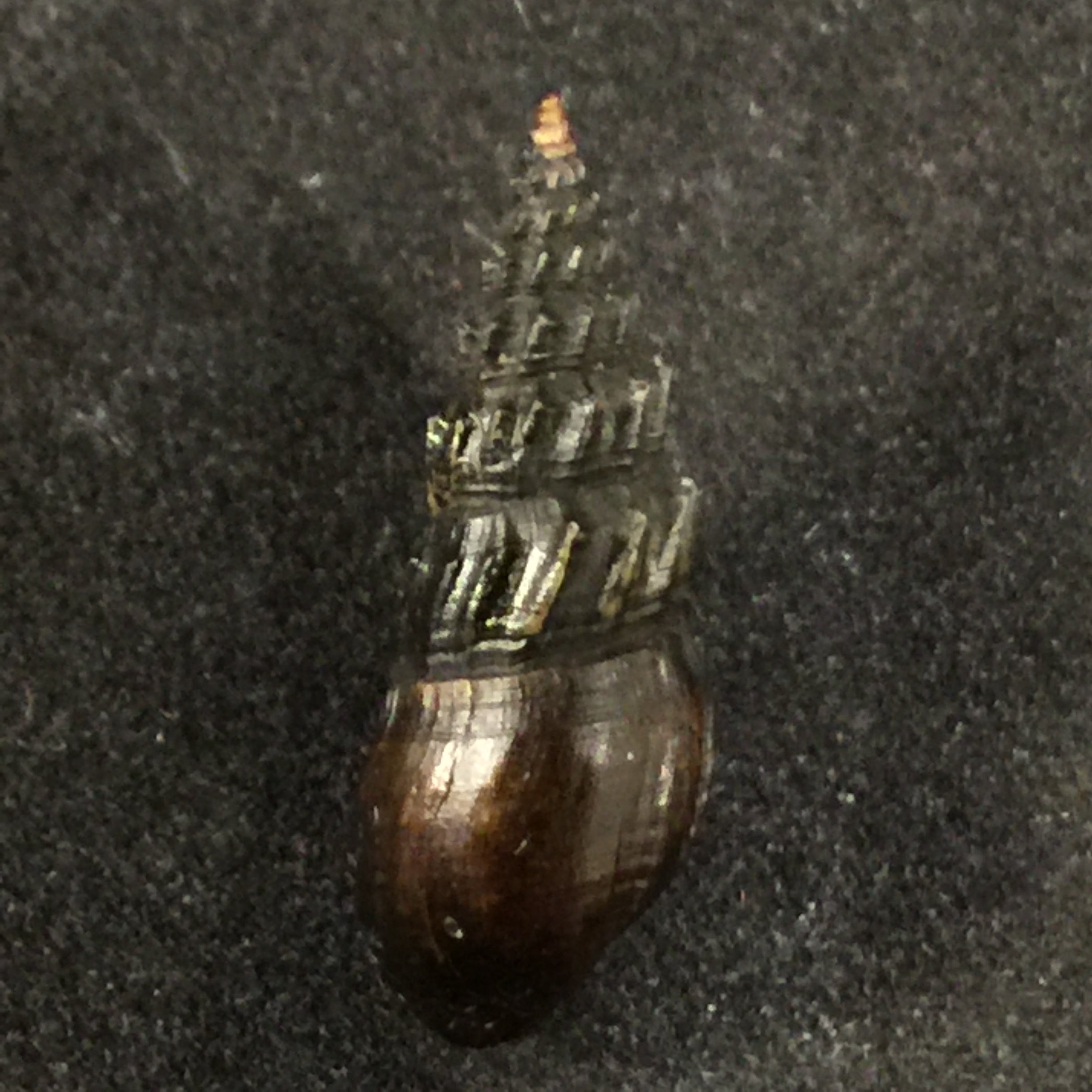Thiara mirifica(A. Adams,1853)
