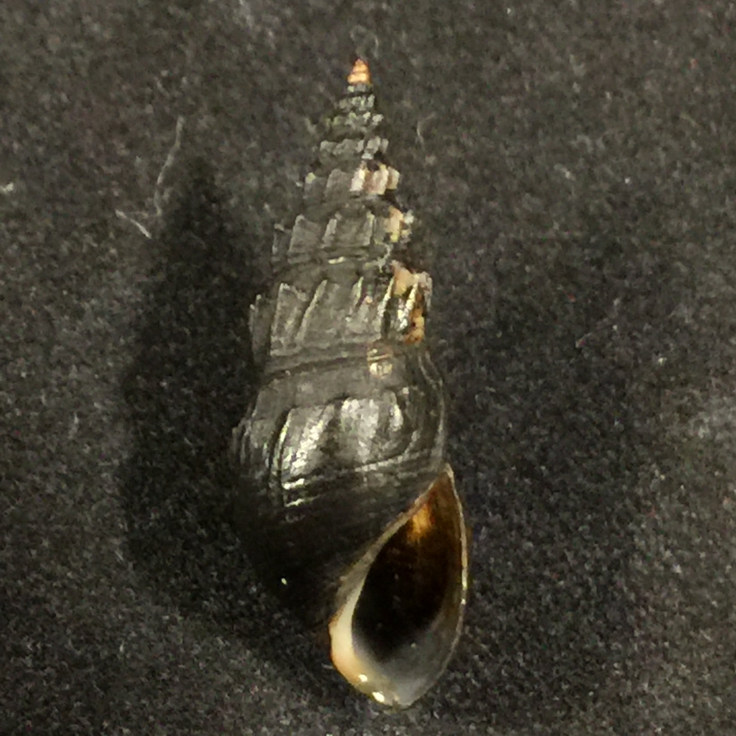 Thiara mirifica(A. Adams,1853)