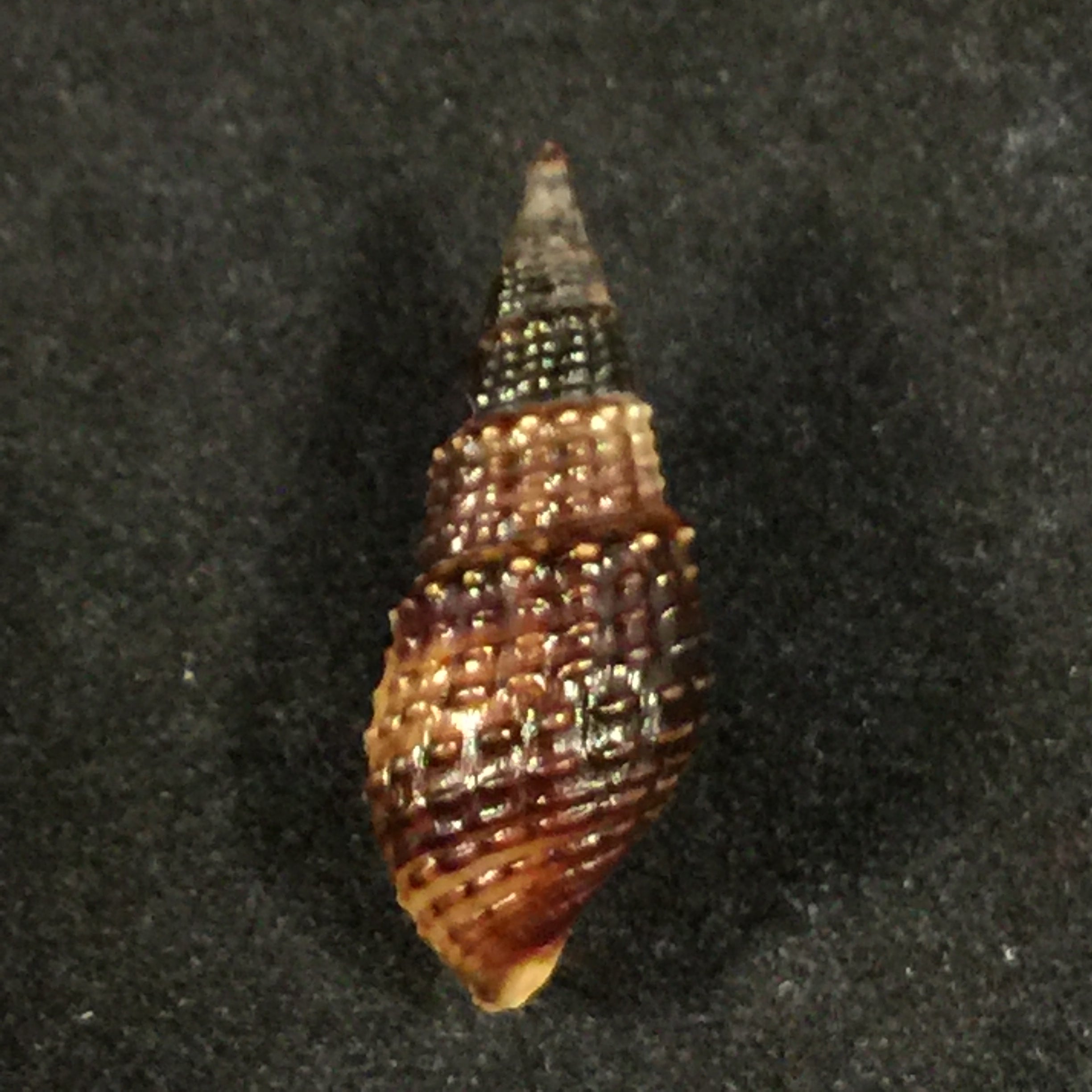 Melania pantherina von dem Busch, 1858 - 22,4mm