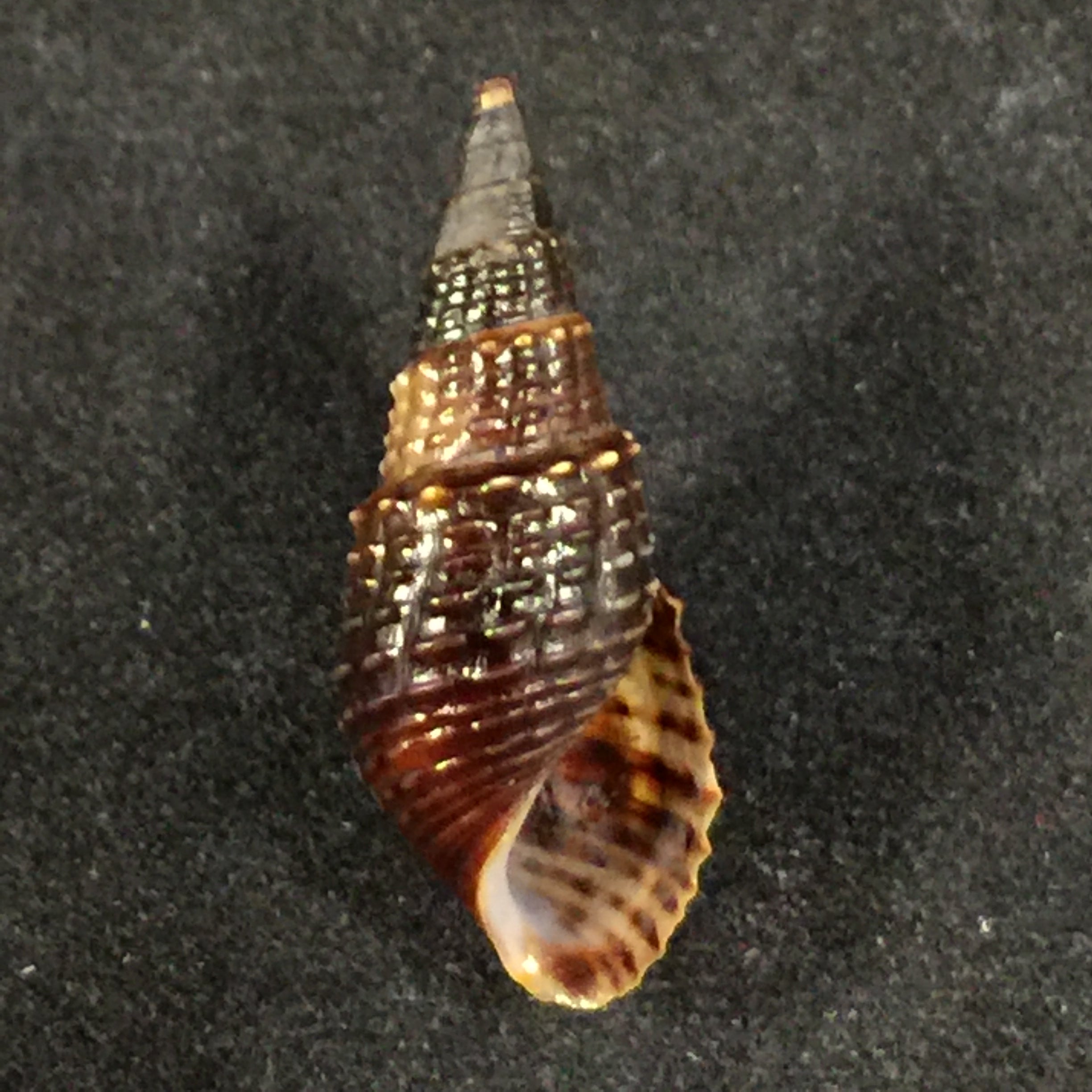 Melania pantherina von dem Busch, 1858 - 22,4mm