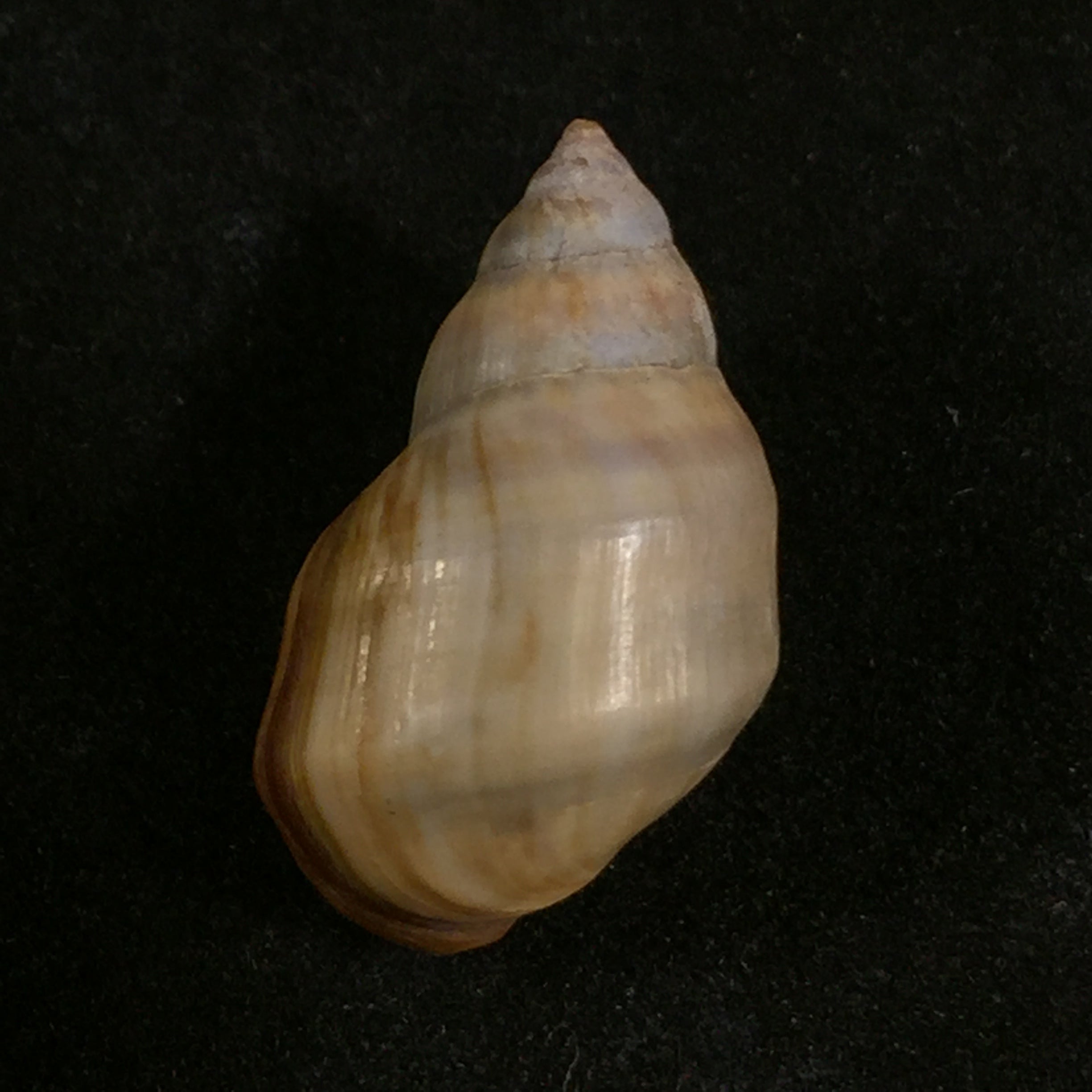 Melanopsis mourebeyensis Pallary, 1901 - 21,8毫米