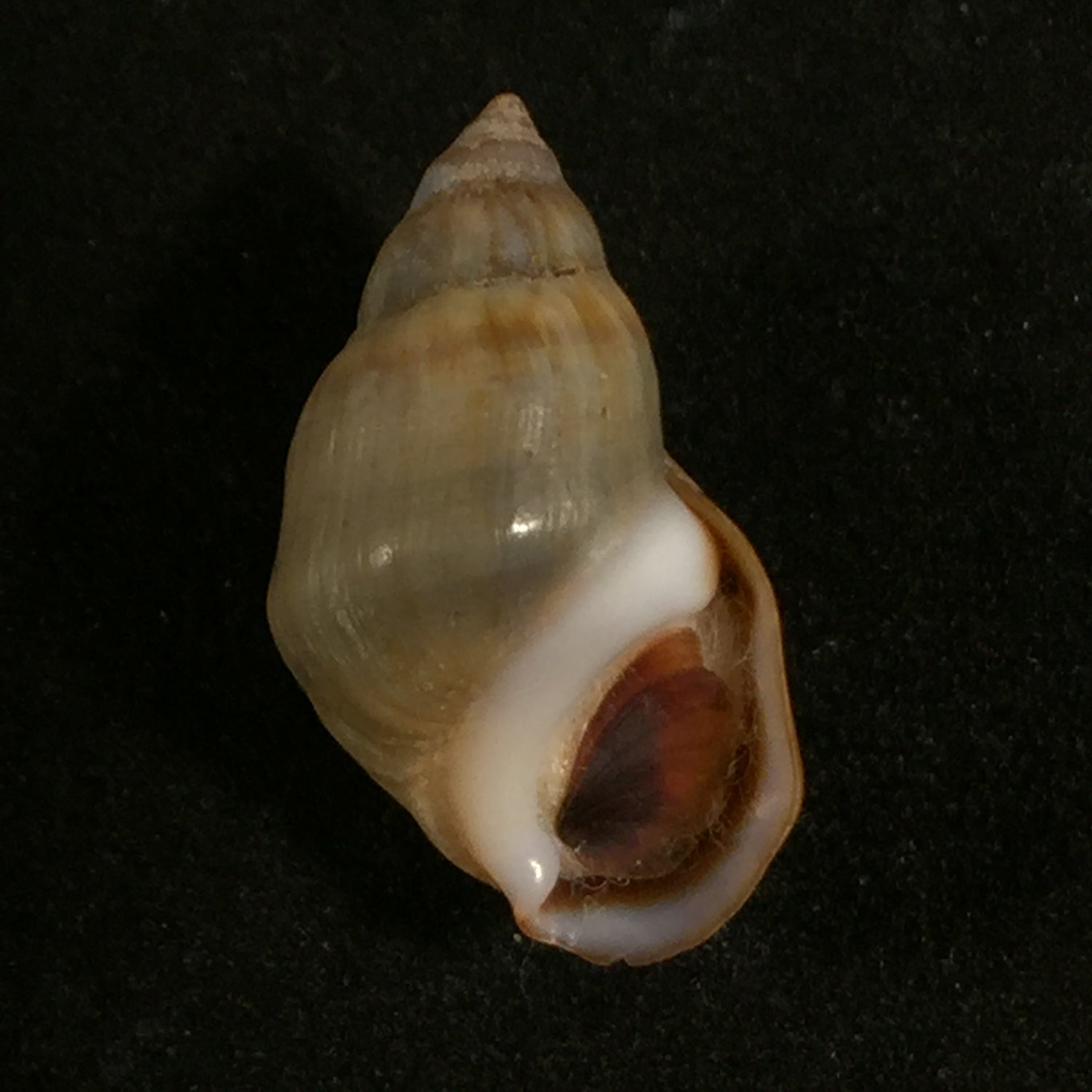 Melanopsis mourebeyensis Pallary, 1901 - 21,8毫米