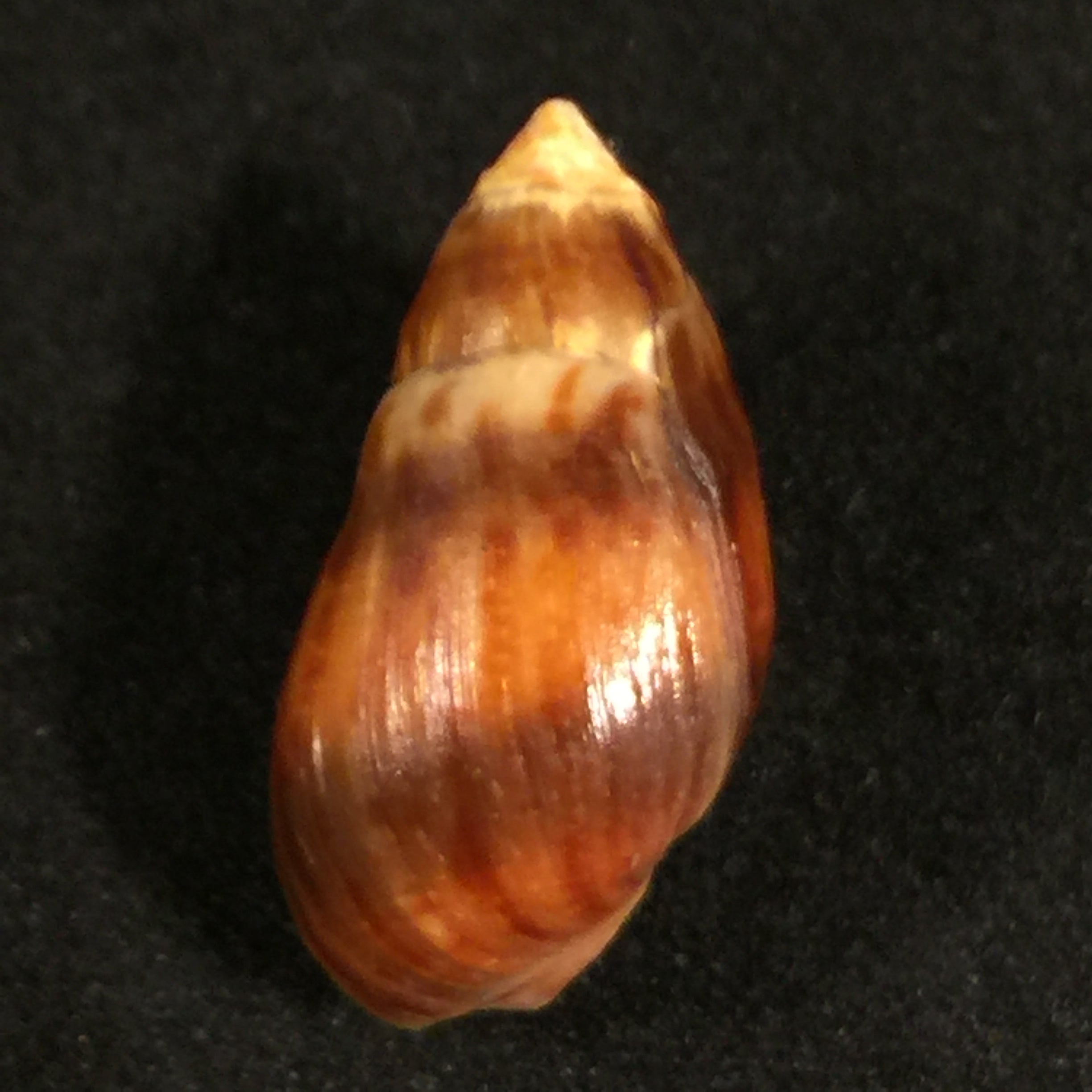 Melanopsis attenuata (Pallary, 1920) - 21,4mm