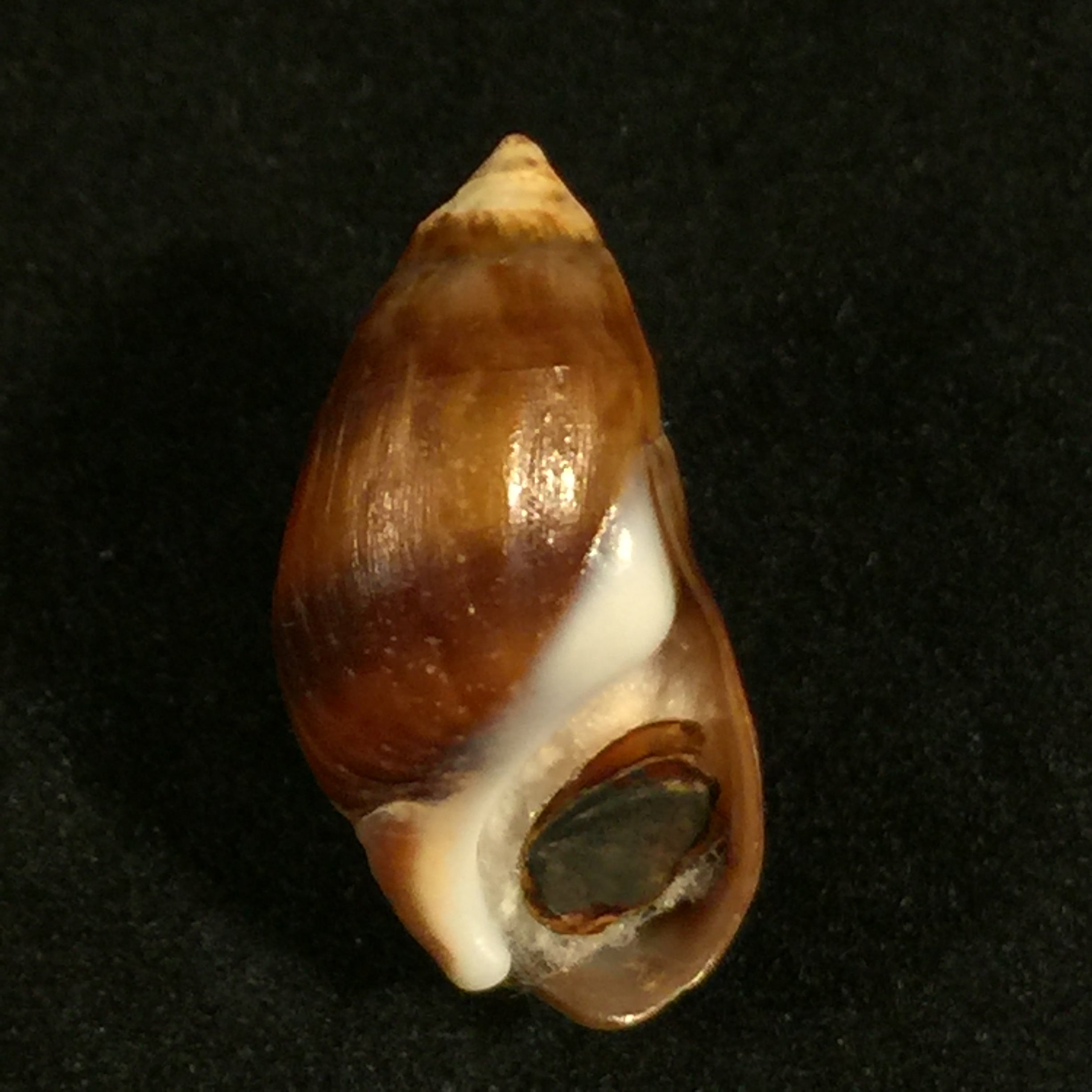Melanopsis attenuata (Pallary, 1920) - 21,4mm