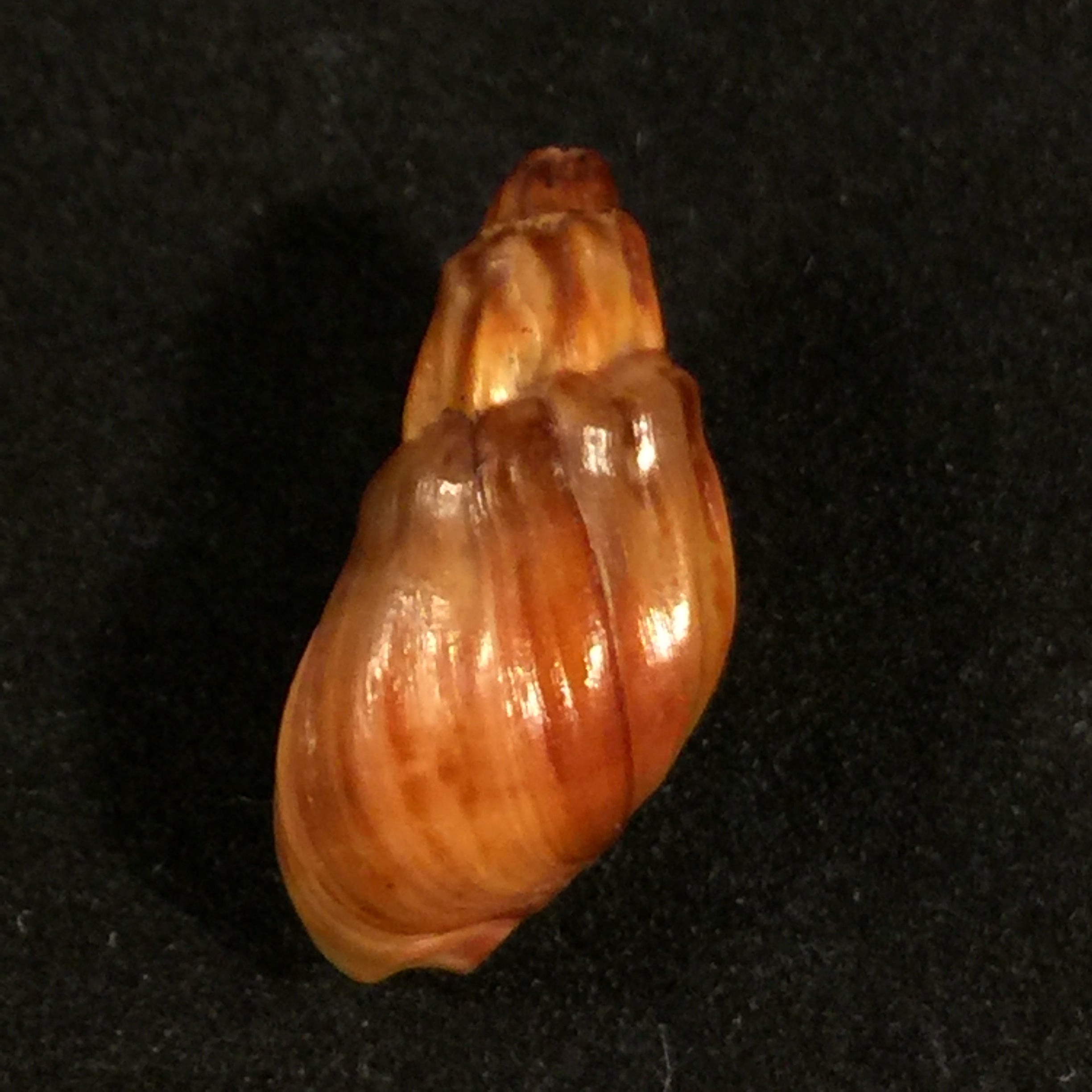 Melanopsis amabilis (Pallary, 1927) - 23mm