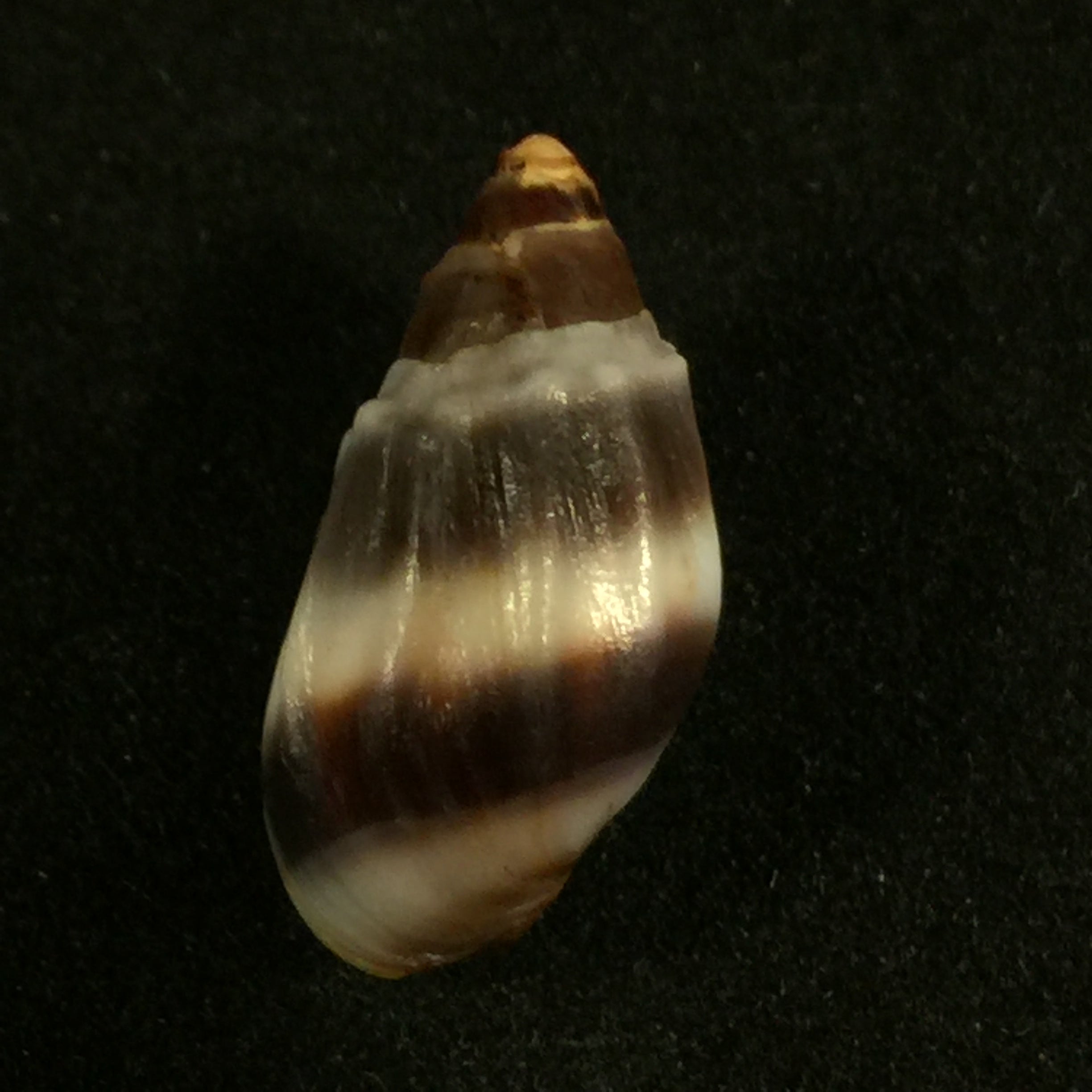 Melanopsis edrissiana Pallary, 1918 - 18,3毫米