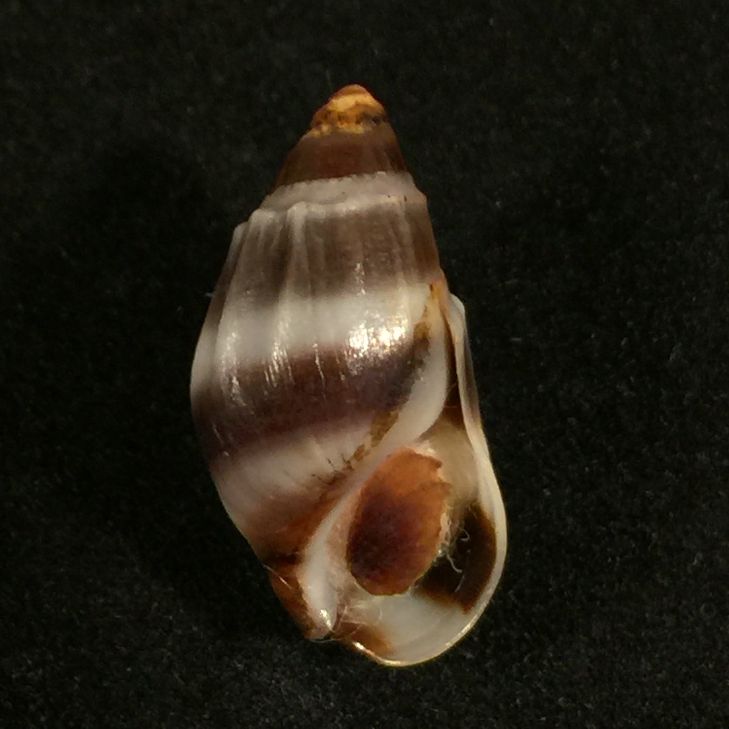Melanopsis edrissiana Pallary, 1918 - 18,3毫米