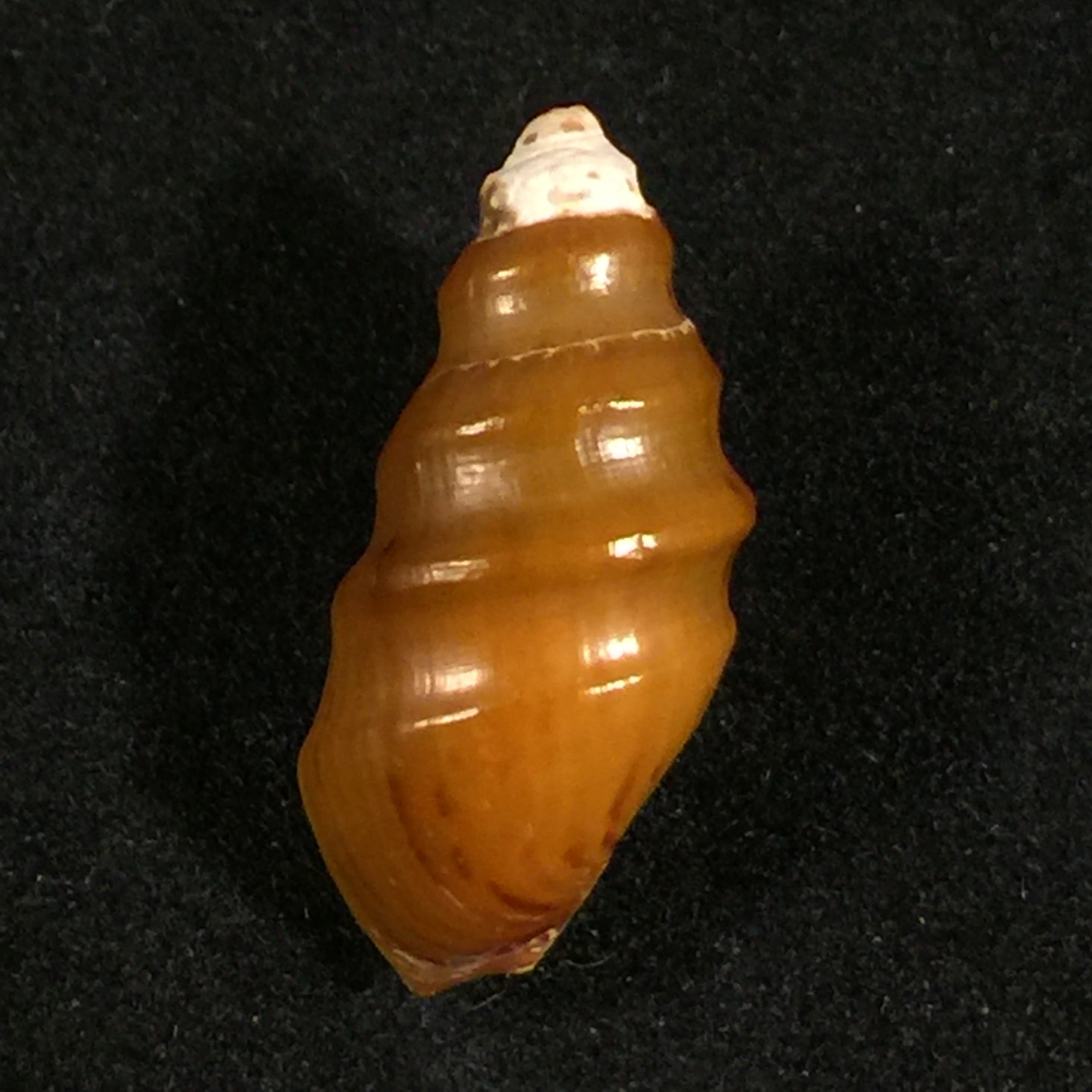 Melanopsis tricarinata (Bruguière, 1789) - 20,6mm
