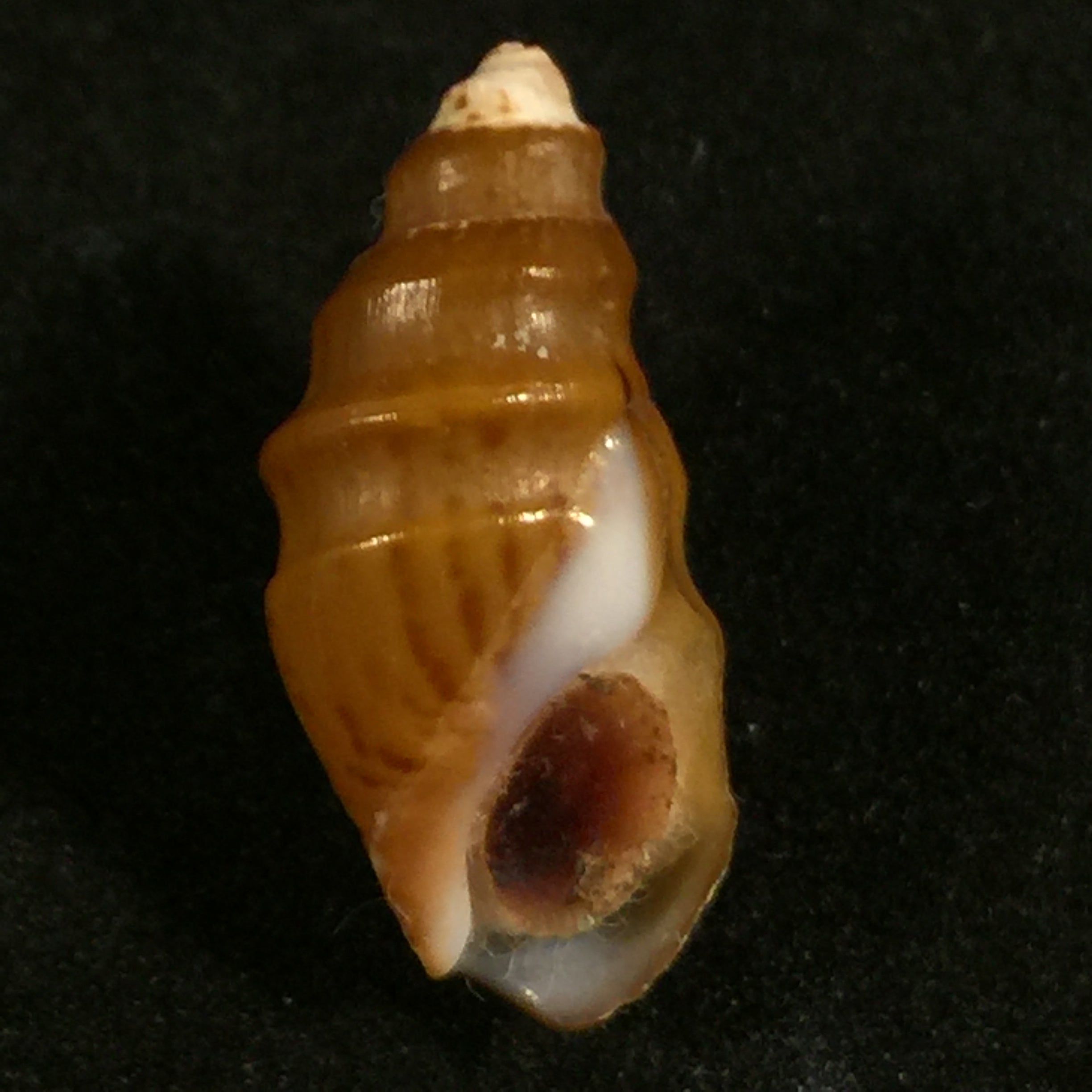 Melanopsis tricarinata (Bruguière, 1789) - 20,6mm