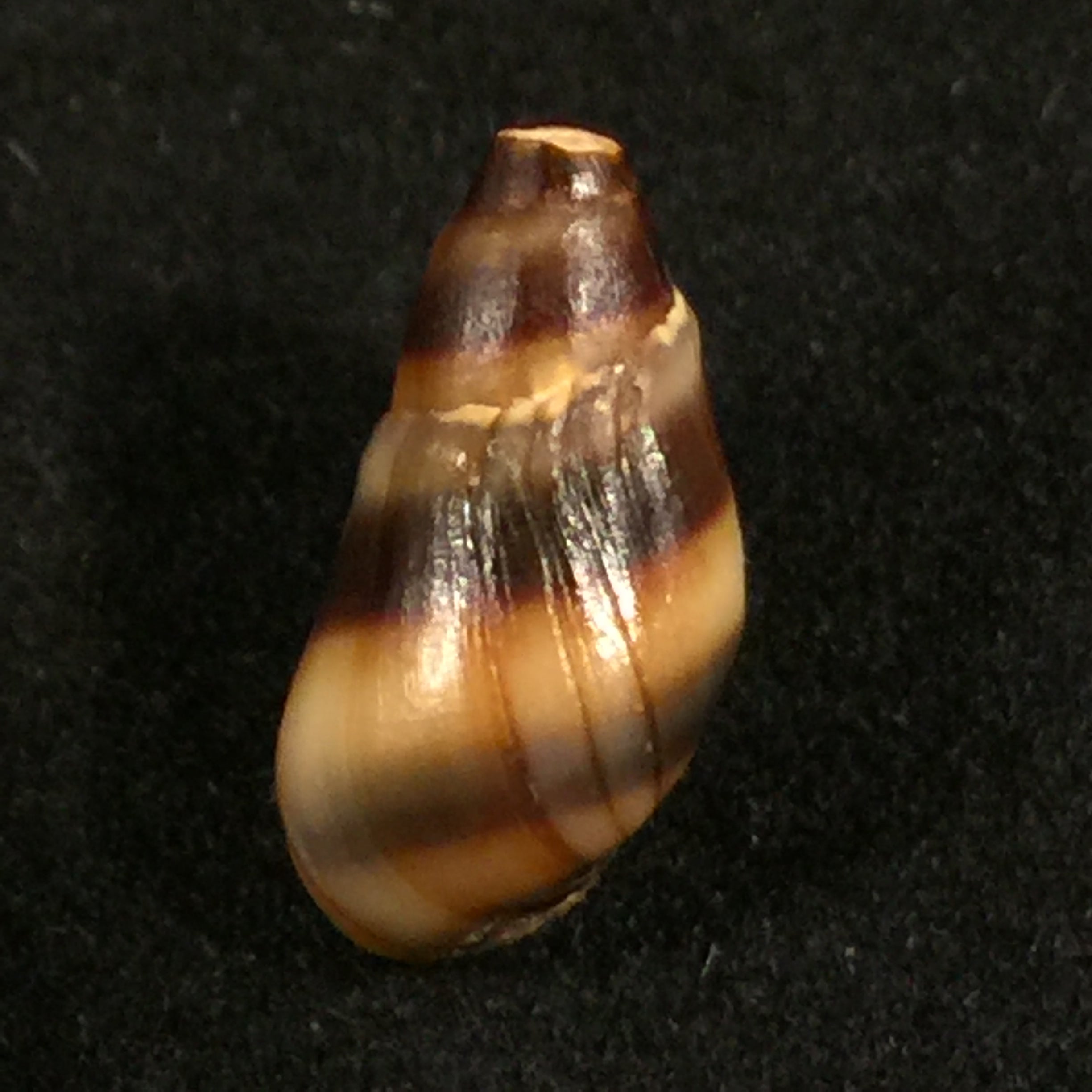 Melanopsis torquilla Pallary, 1920 - 14mm